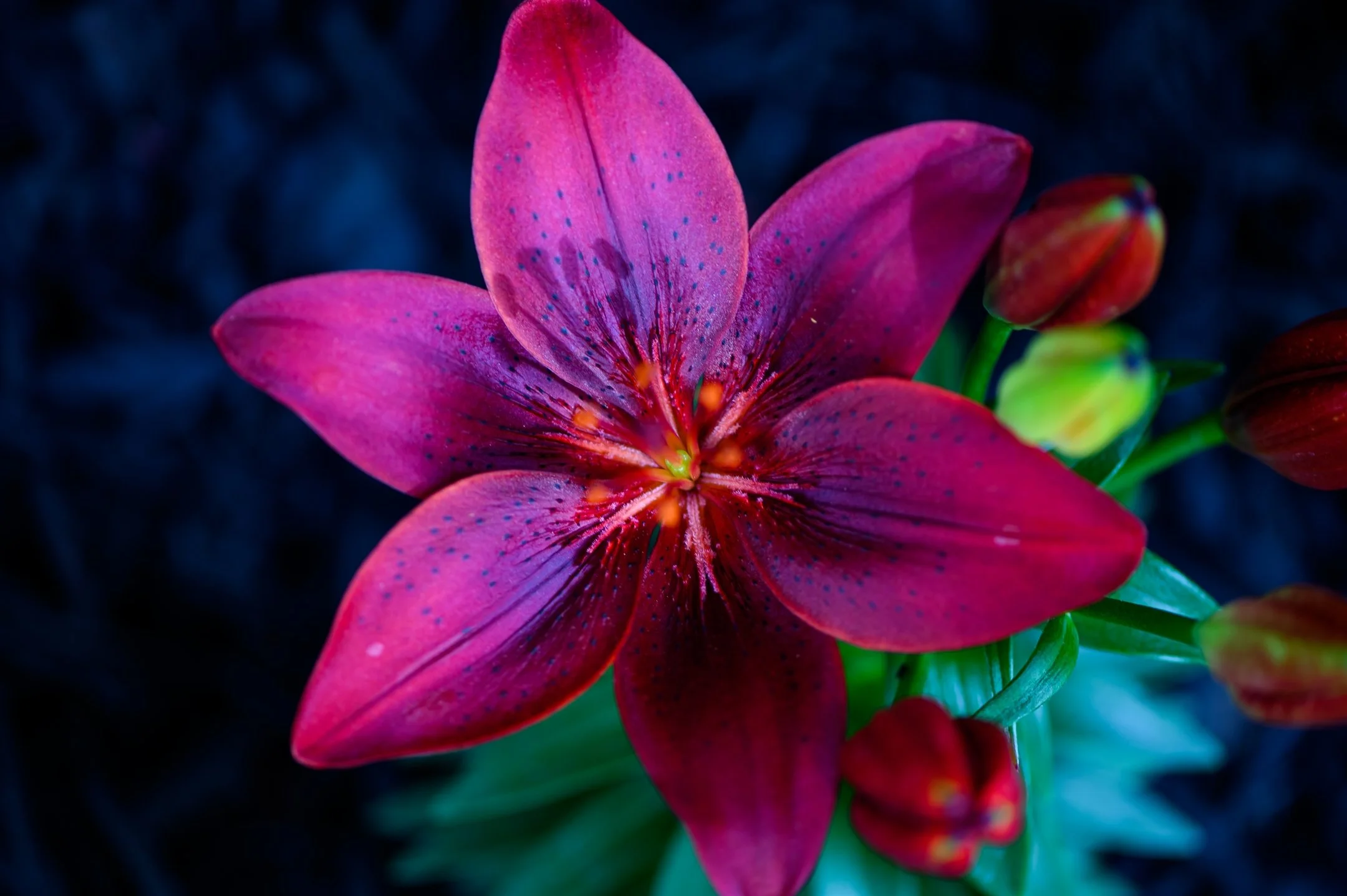 Close-up of a vibrant red lily with dark spots against a dark background.