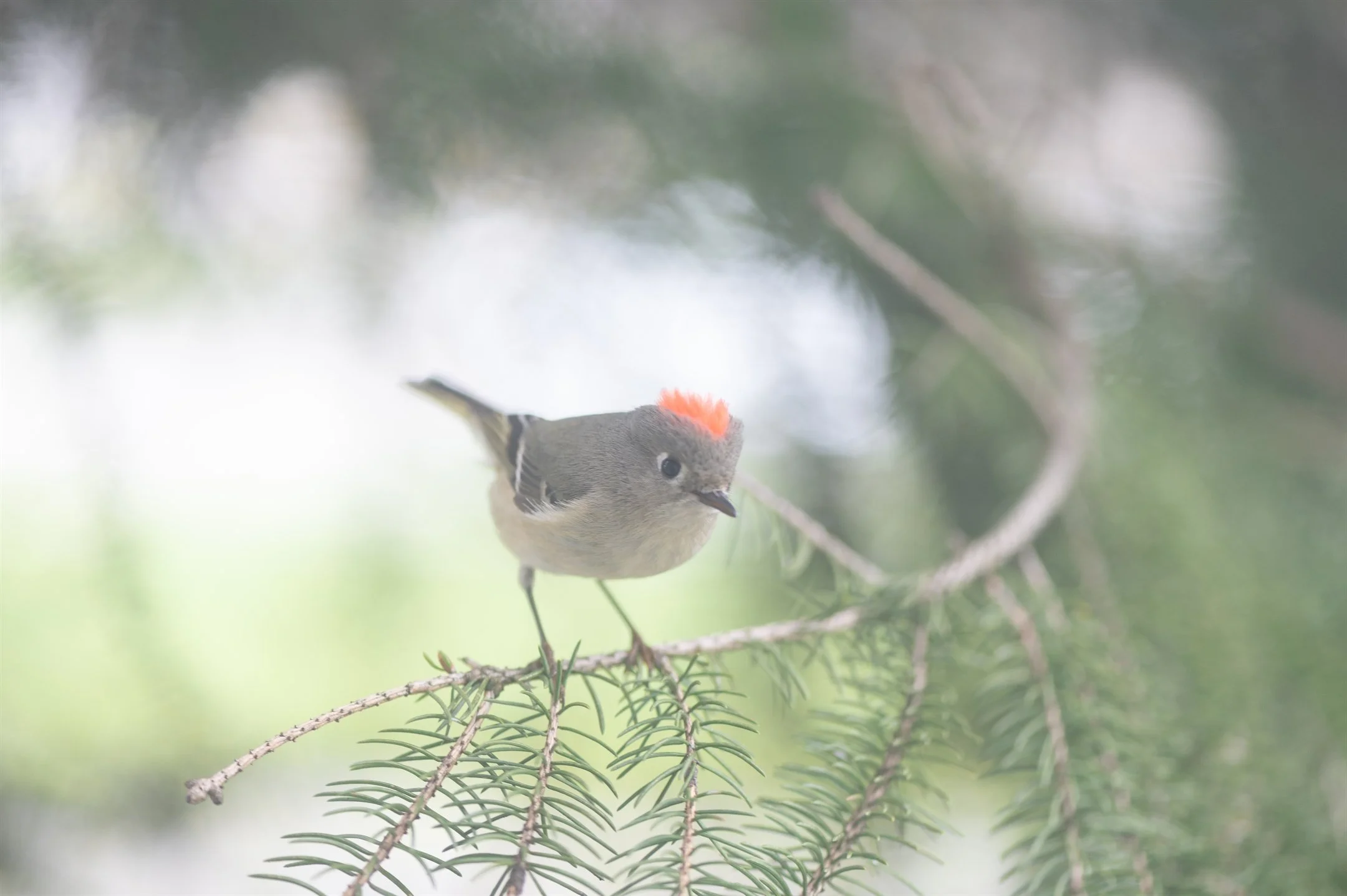 A small bird with a red crest perched on a pine branch.