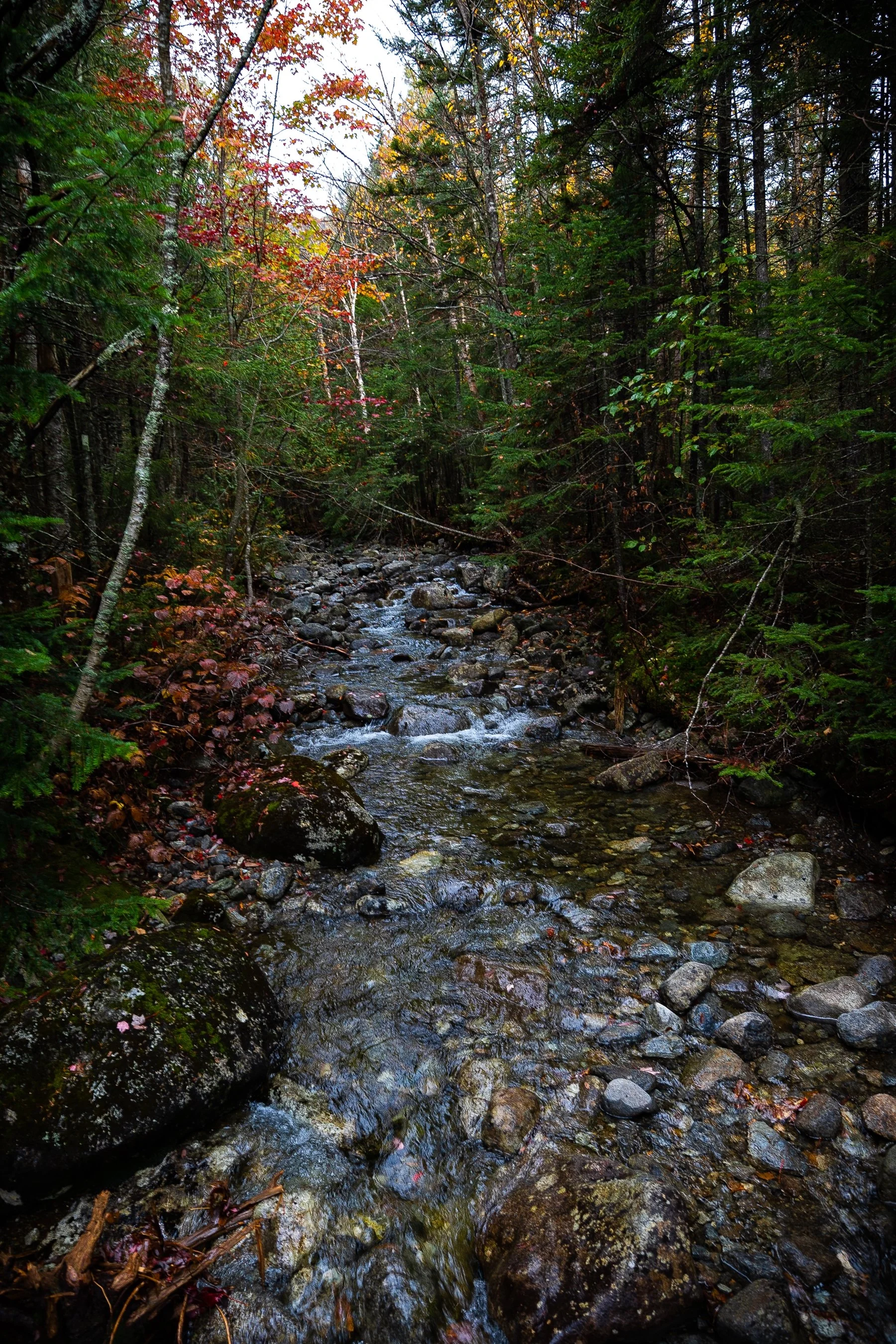 Forest stream with autumn foliage and evergreen trees