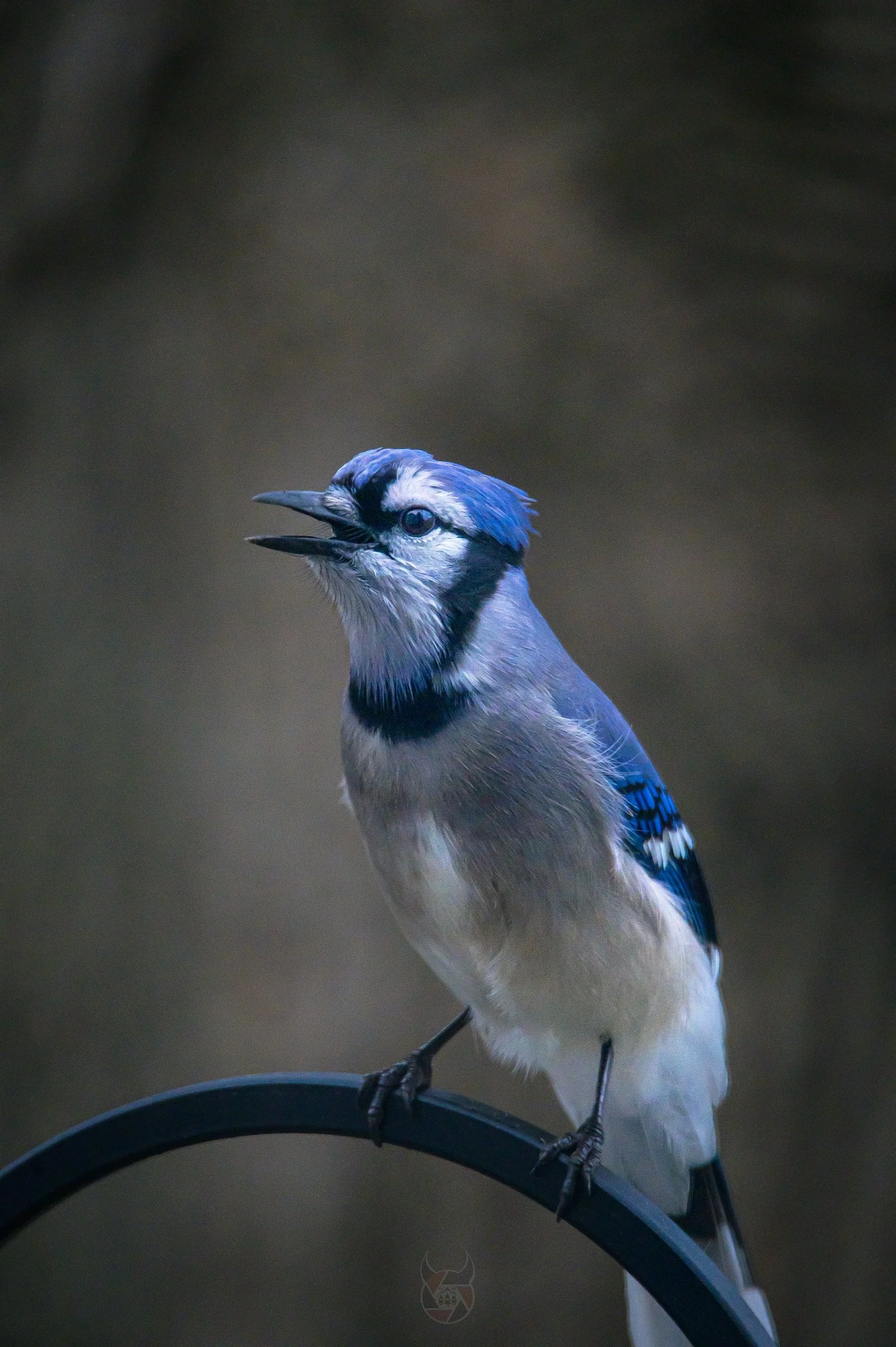 DSC_1023_1796_2700.jpg