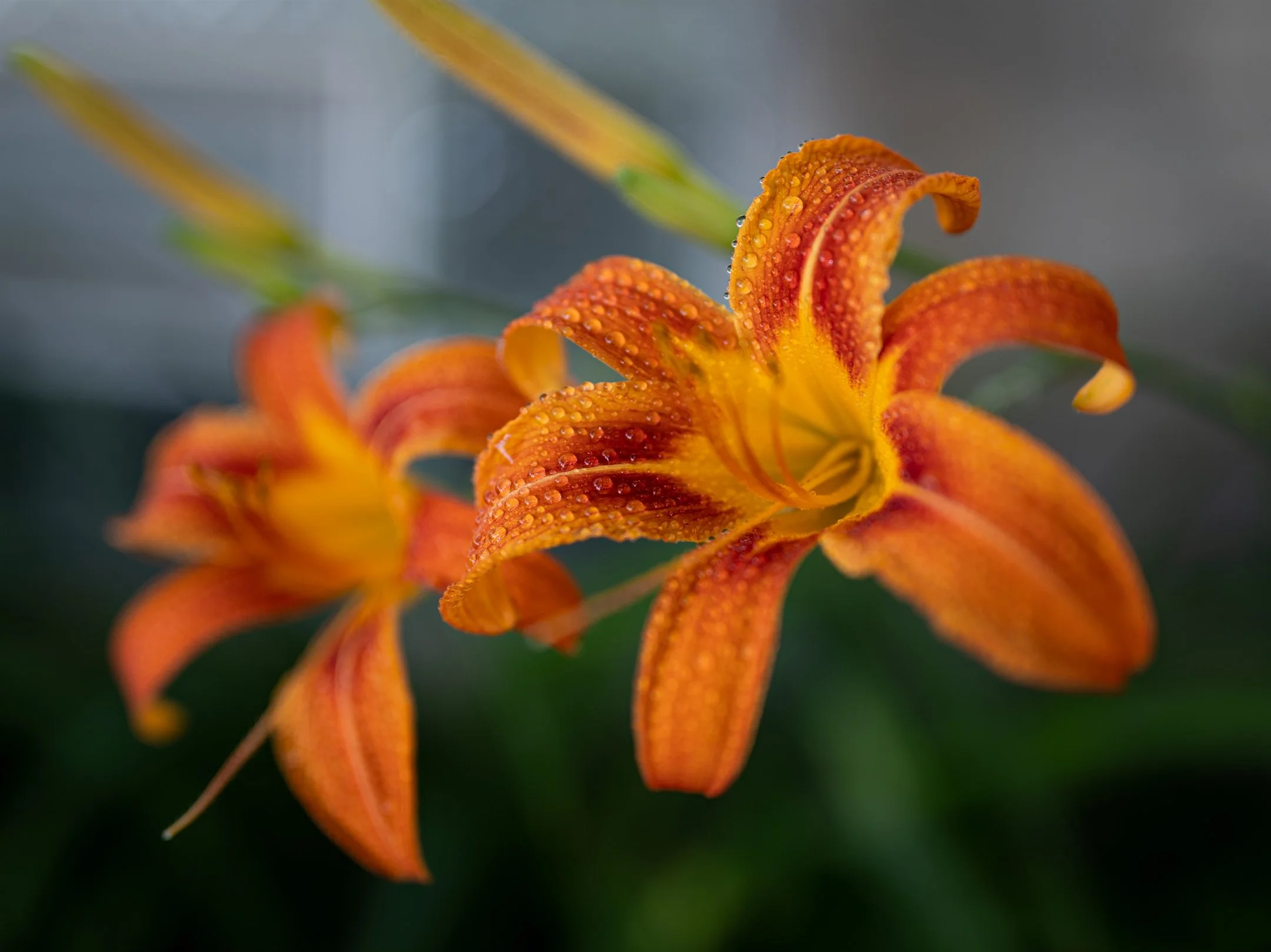 Close-up of orange daylilies with water droplets on petals.