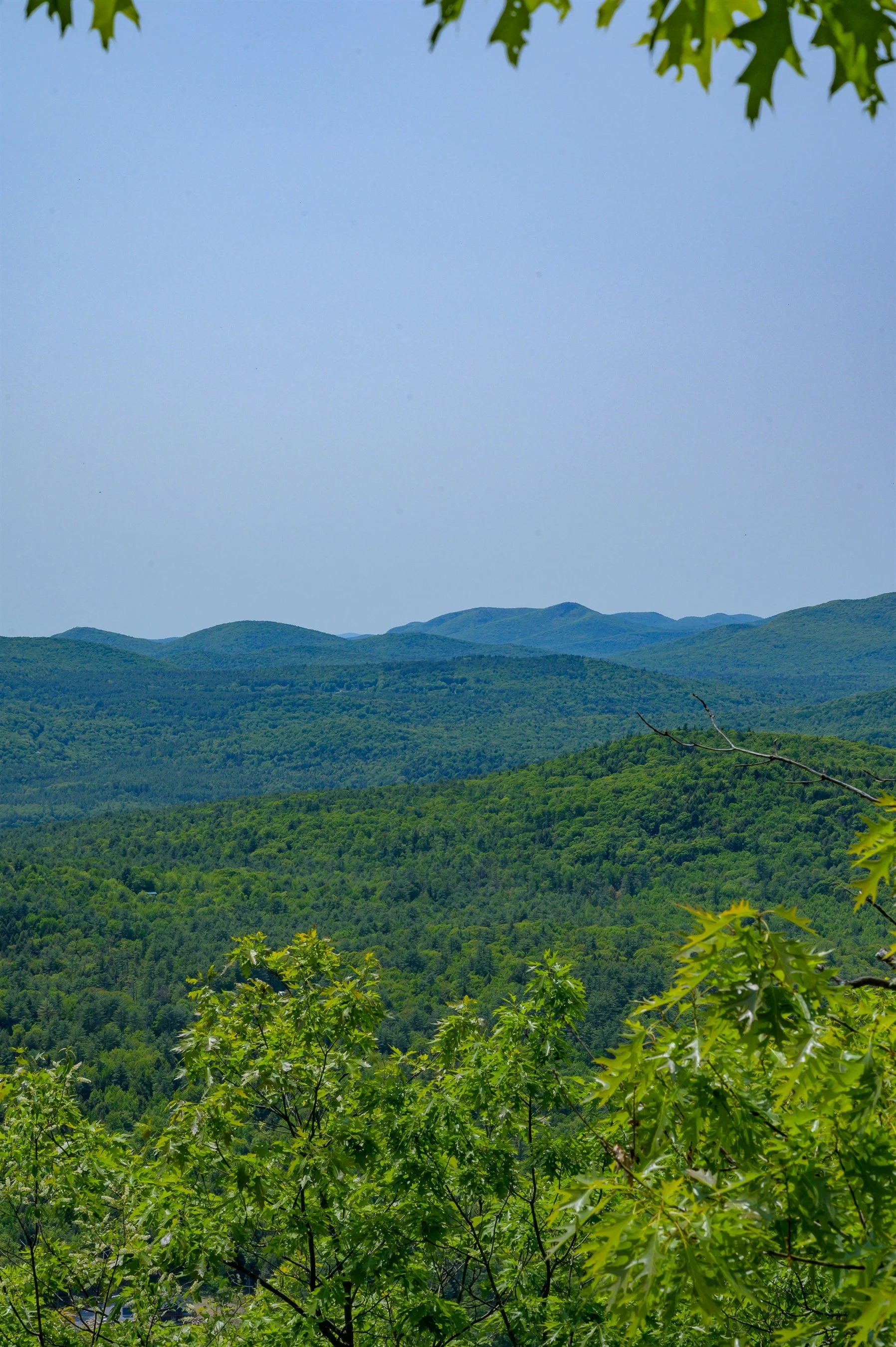 A lush green forest with rolling hills under a clear blue sky, framed by leaves at the top.