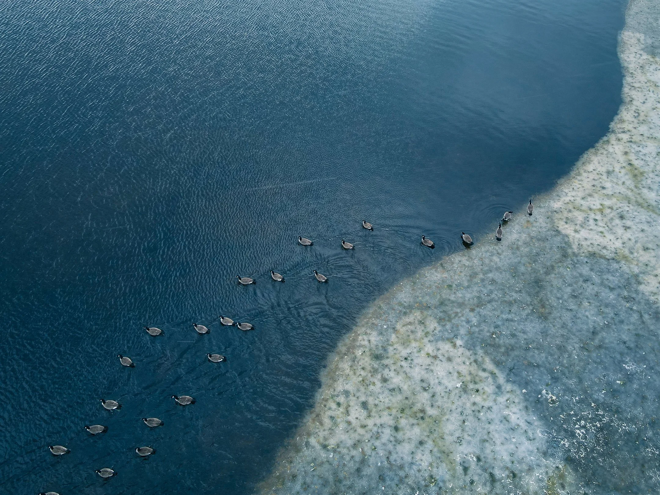 Aerial view of a flock of birds swimming in a line near the shore of a large body of water.