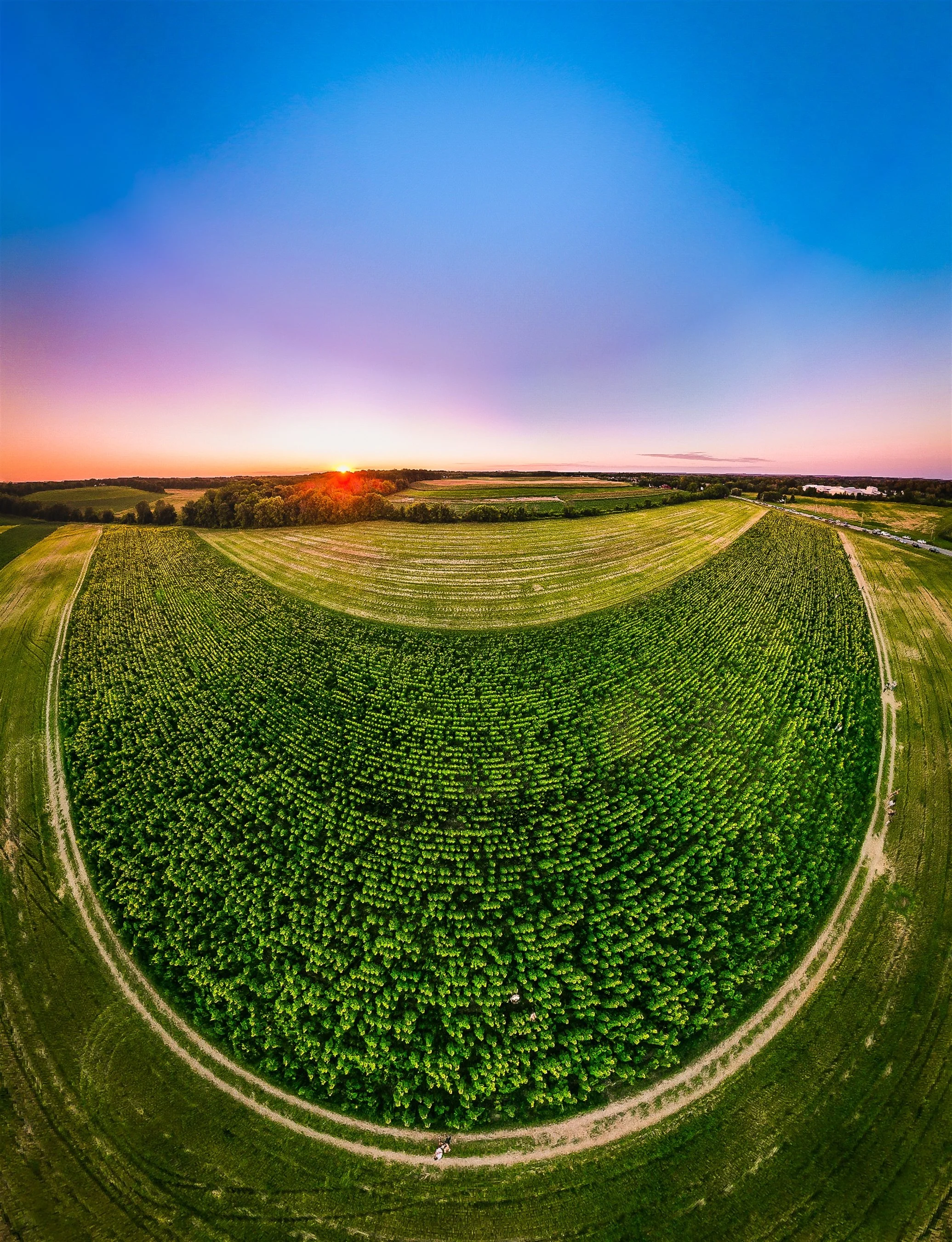 Aerial view of a lush, green field with distinct curved patterns, illuminated by a vibrant sunset on the horizon.