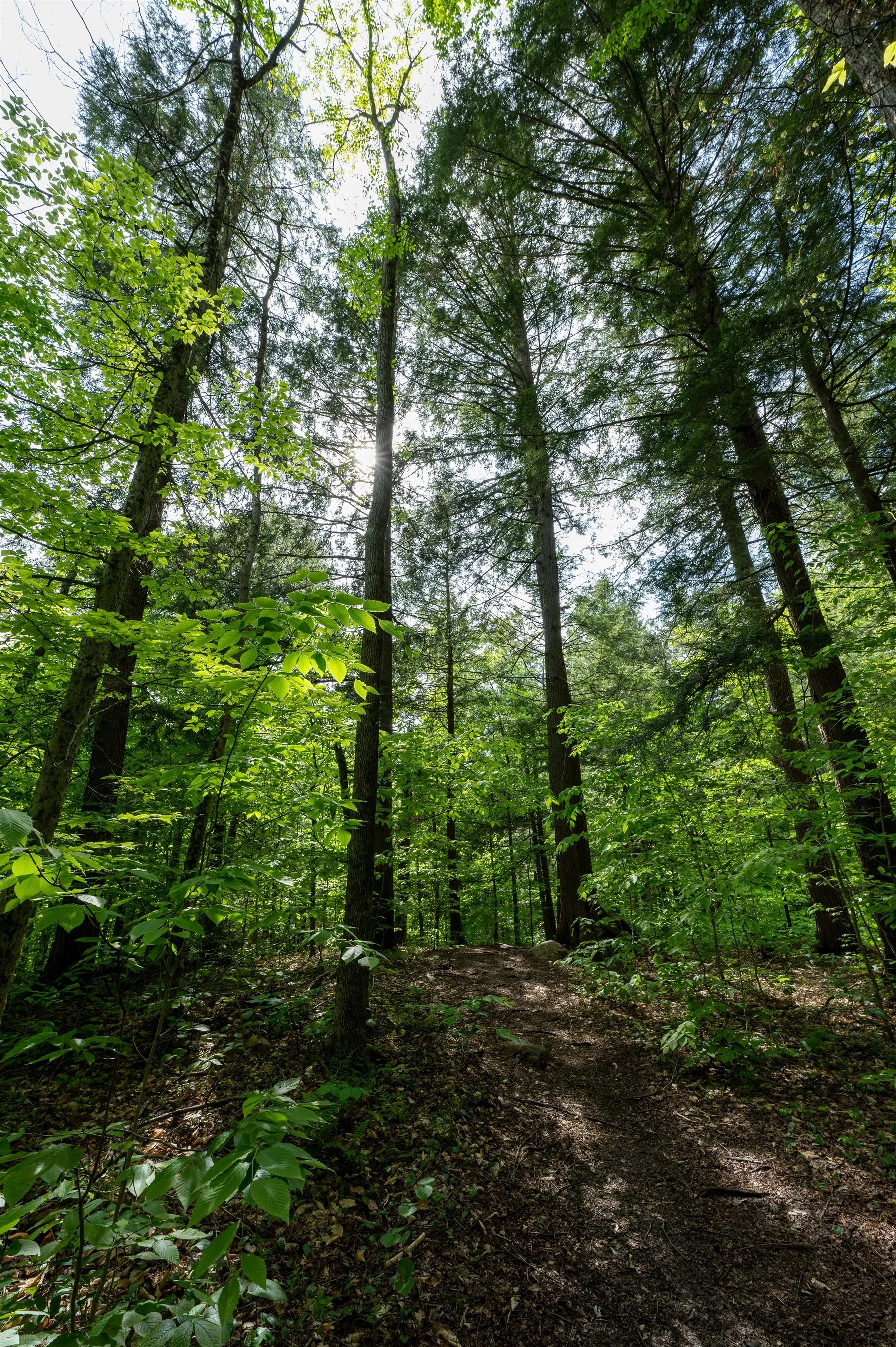 Forest with tall trees and sunlight filtering through the leaves