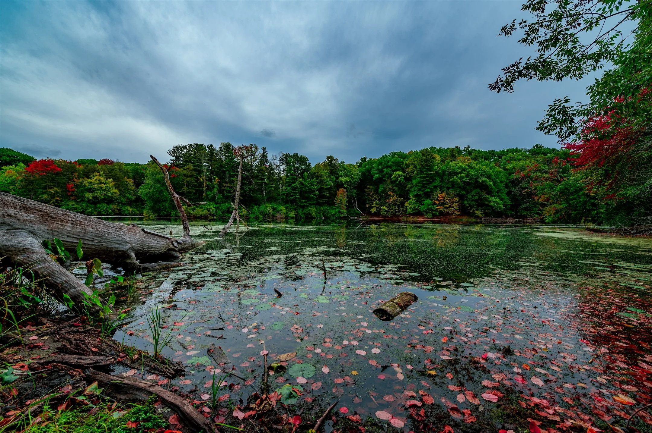 Serene lake with fallen leaves, surrounded by lush trees and cloudy sky.