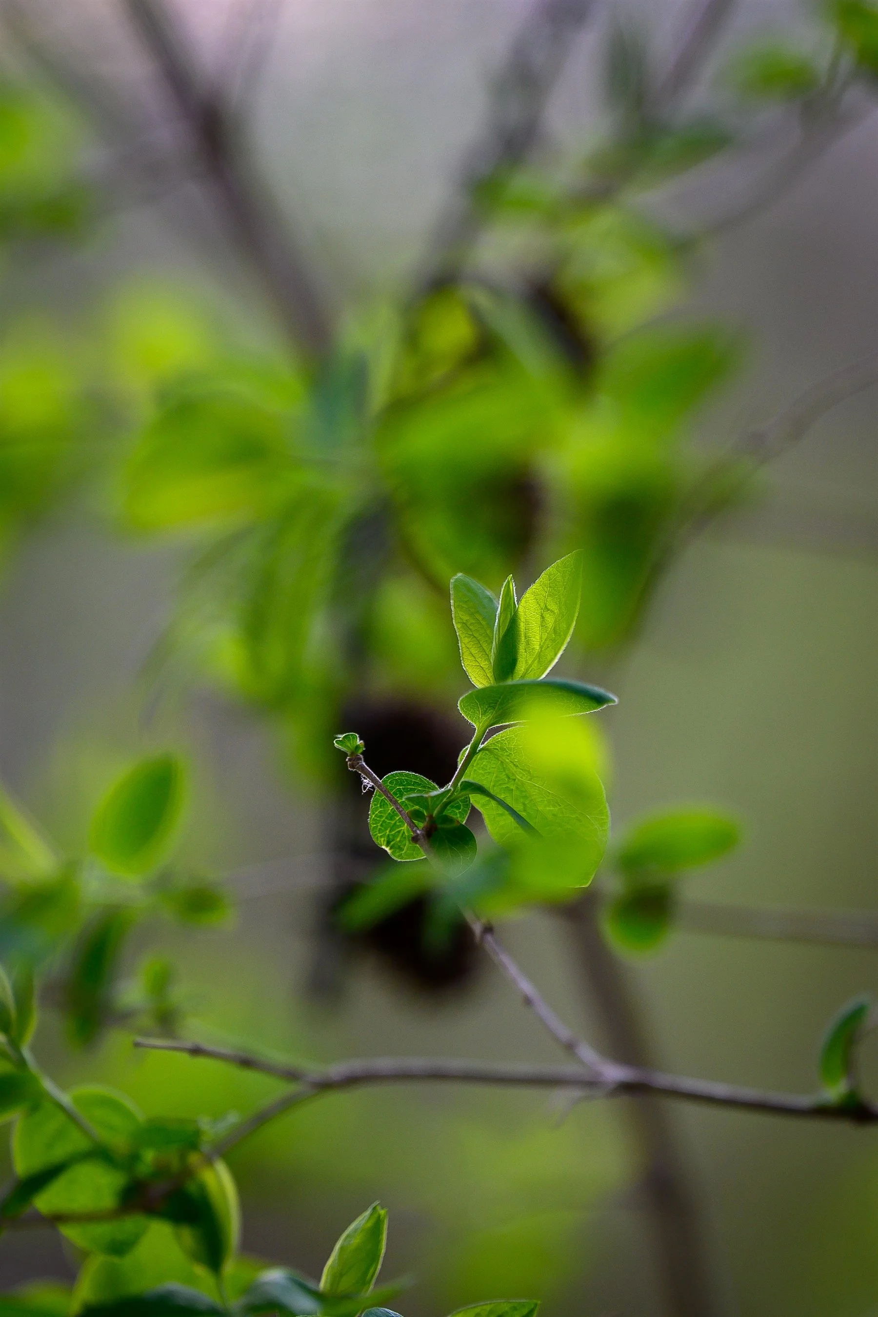 Close-up of green leaves on a branch with a blurred background.