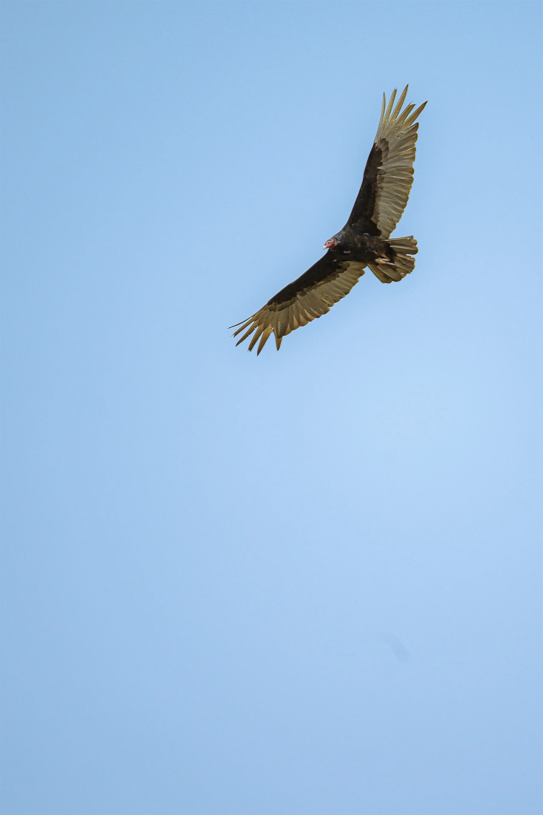 DSC_1660_1800_2700.jpg