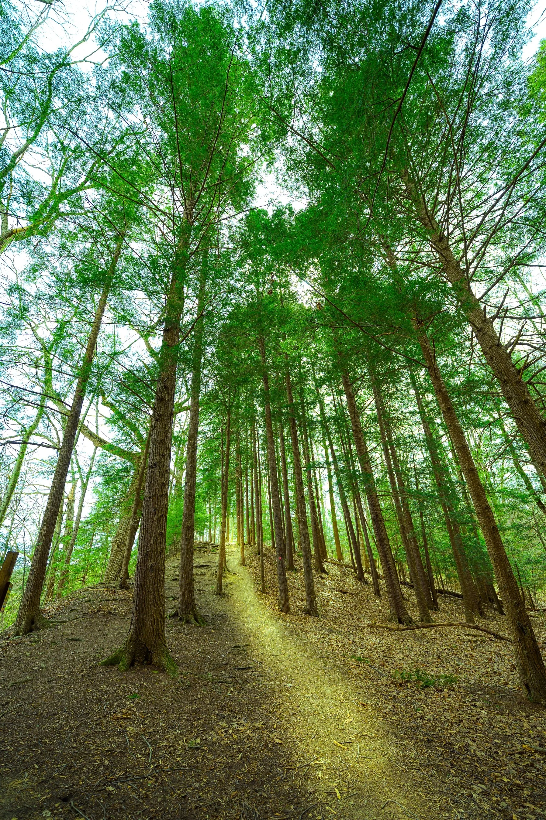 Forest trail with tall green trees