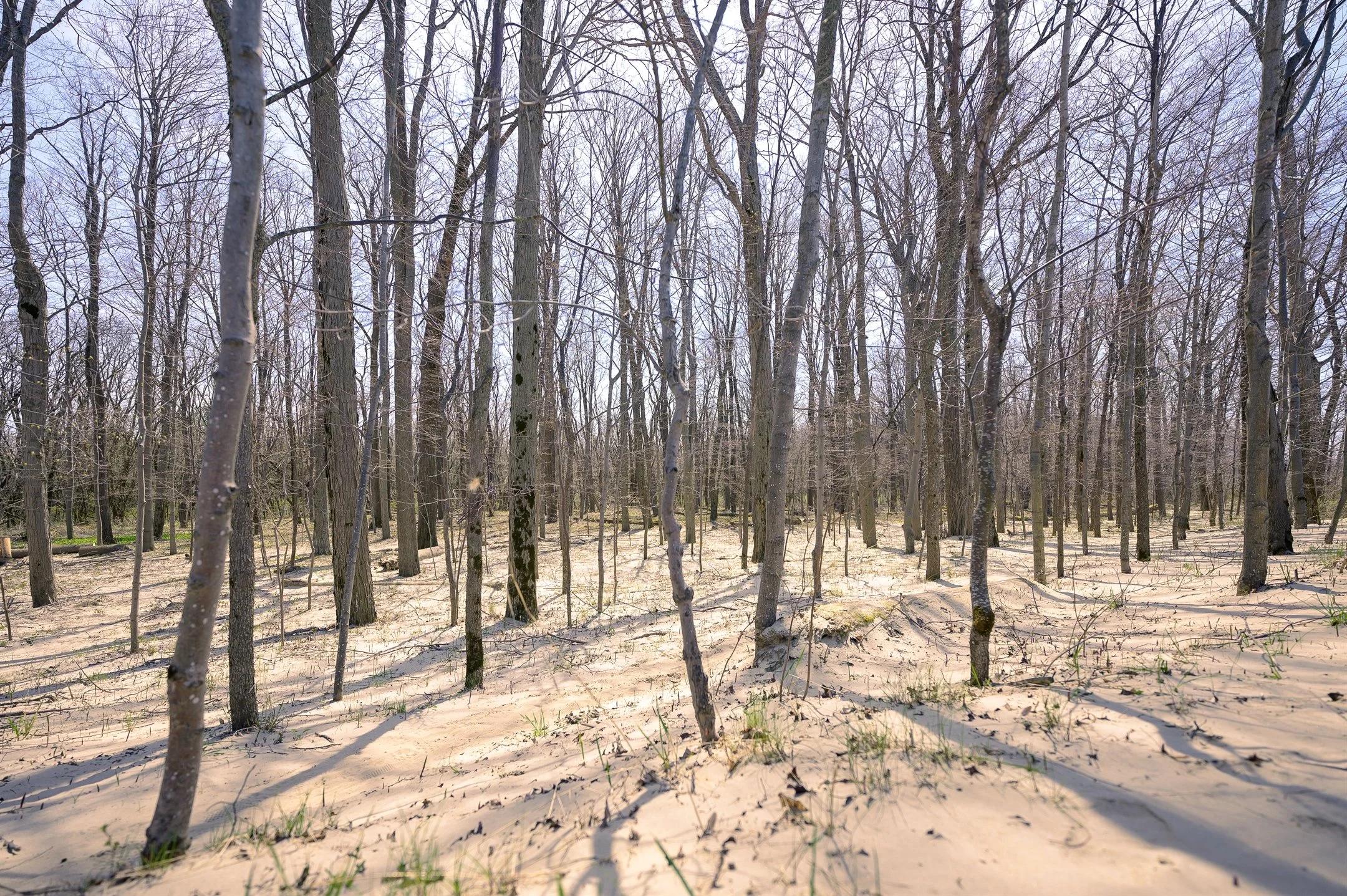 Sandy forest with leafless trees and sparse grass in early spring.