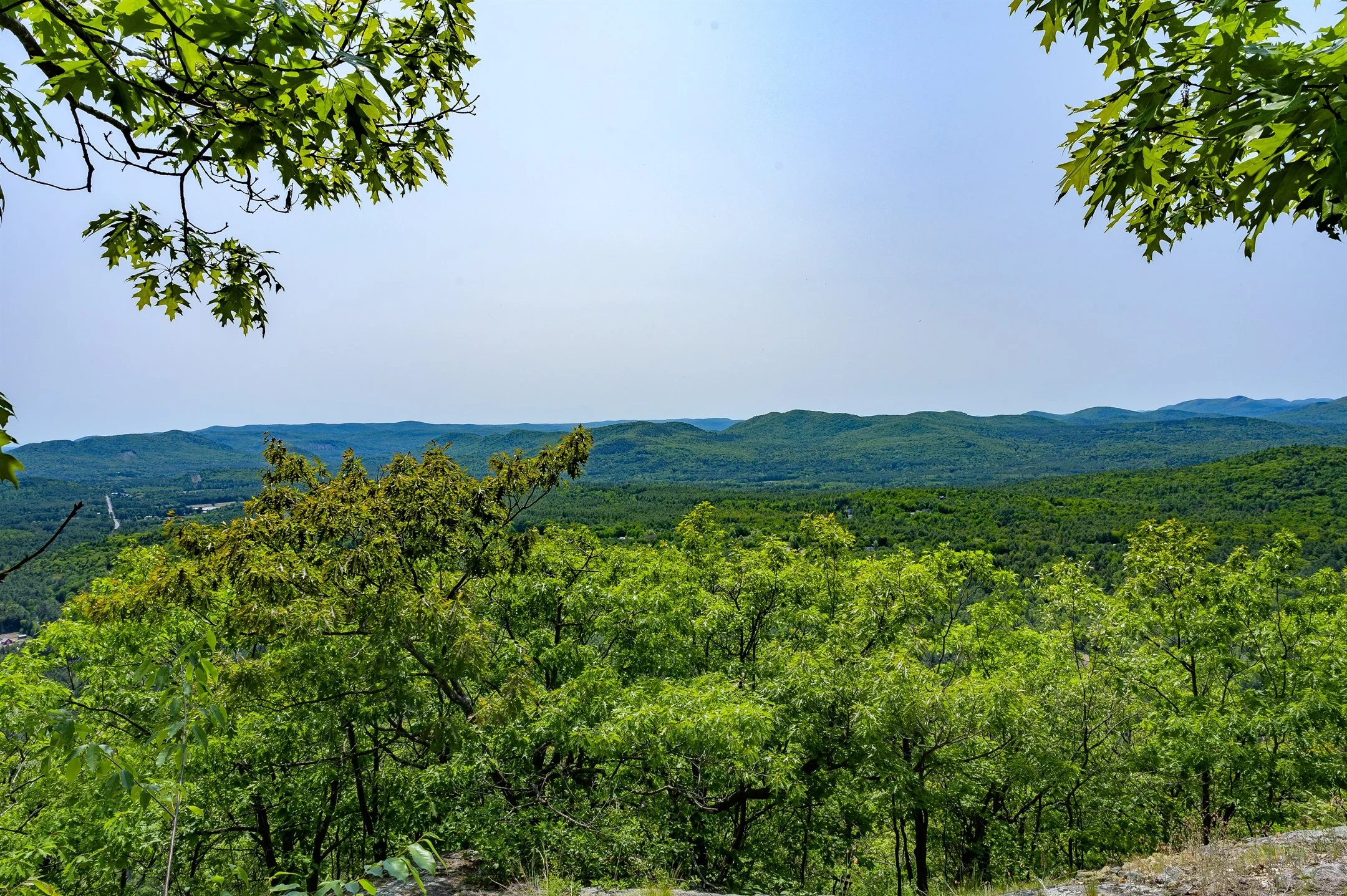 Scenic view of lush green forest and rolling hills under a clear blue sky, framed by tree branches.