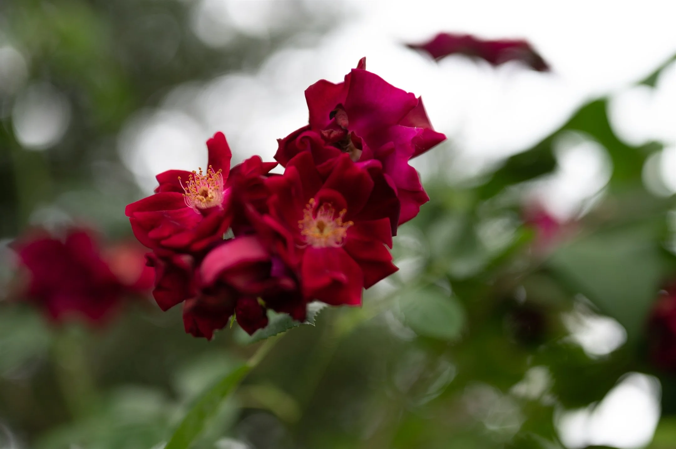 Close-up of red roses with green leaves in the background.