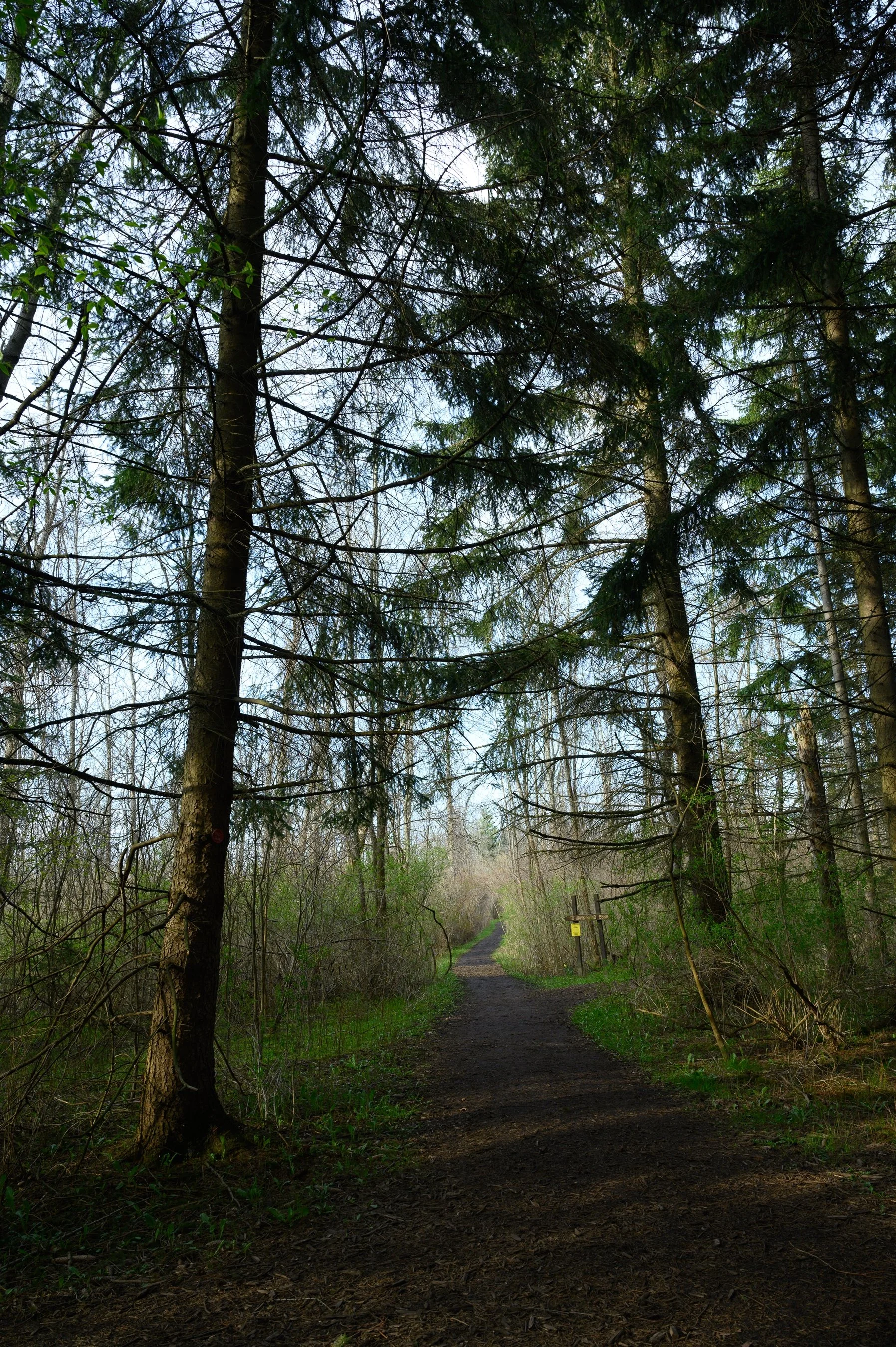 Wooded path through a forest with tall trees and lush greenery lining the trail.