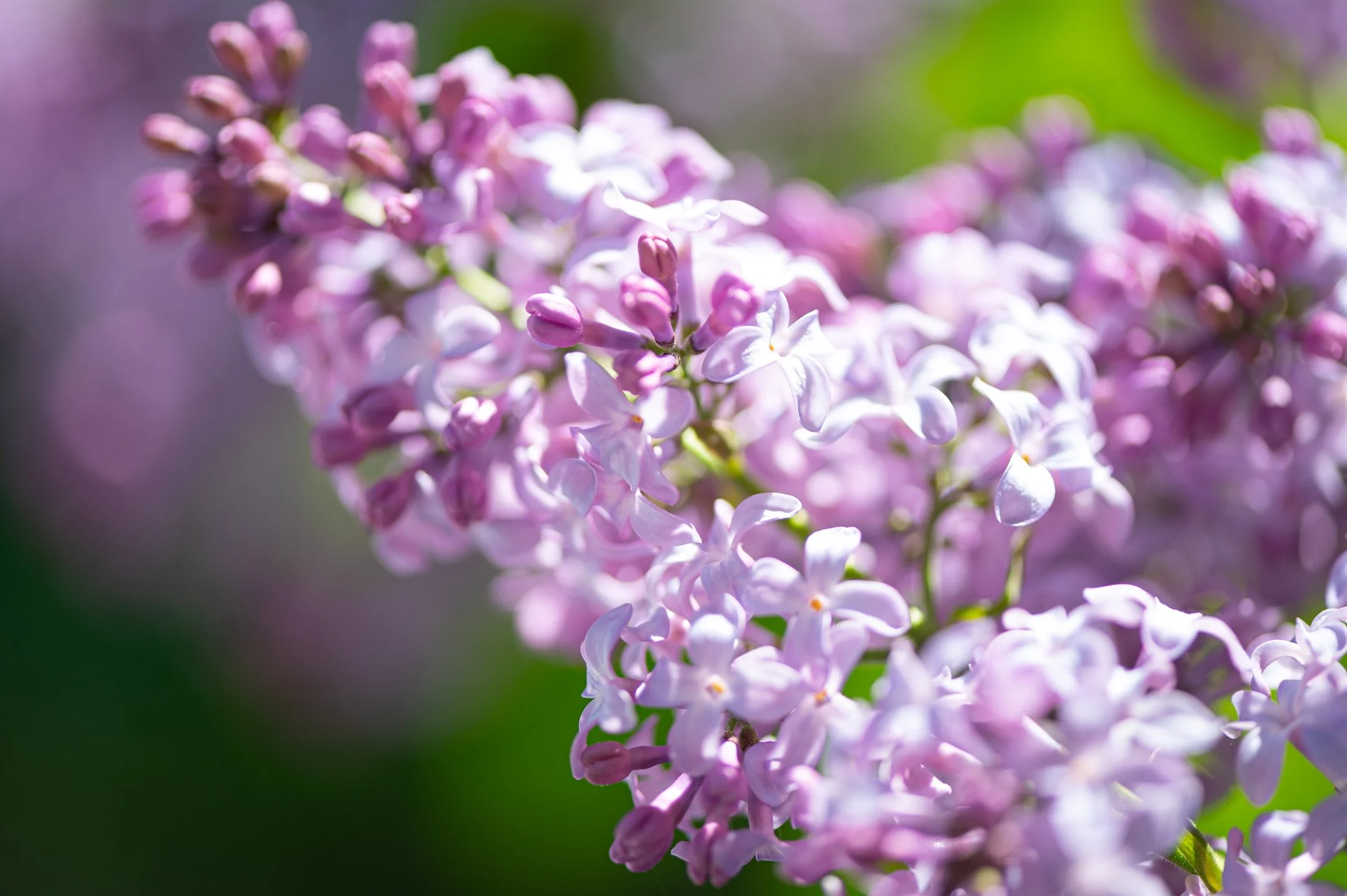 Close-up of purple lilac flowers in bloom with a blurred green background