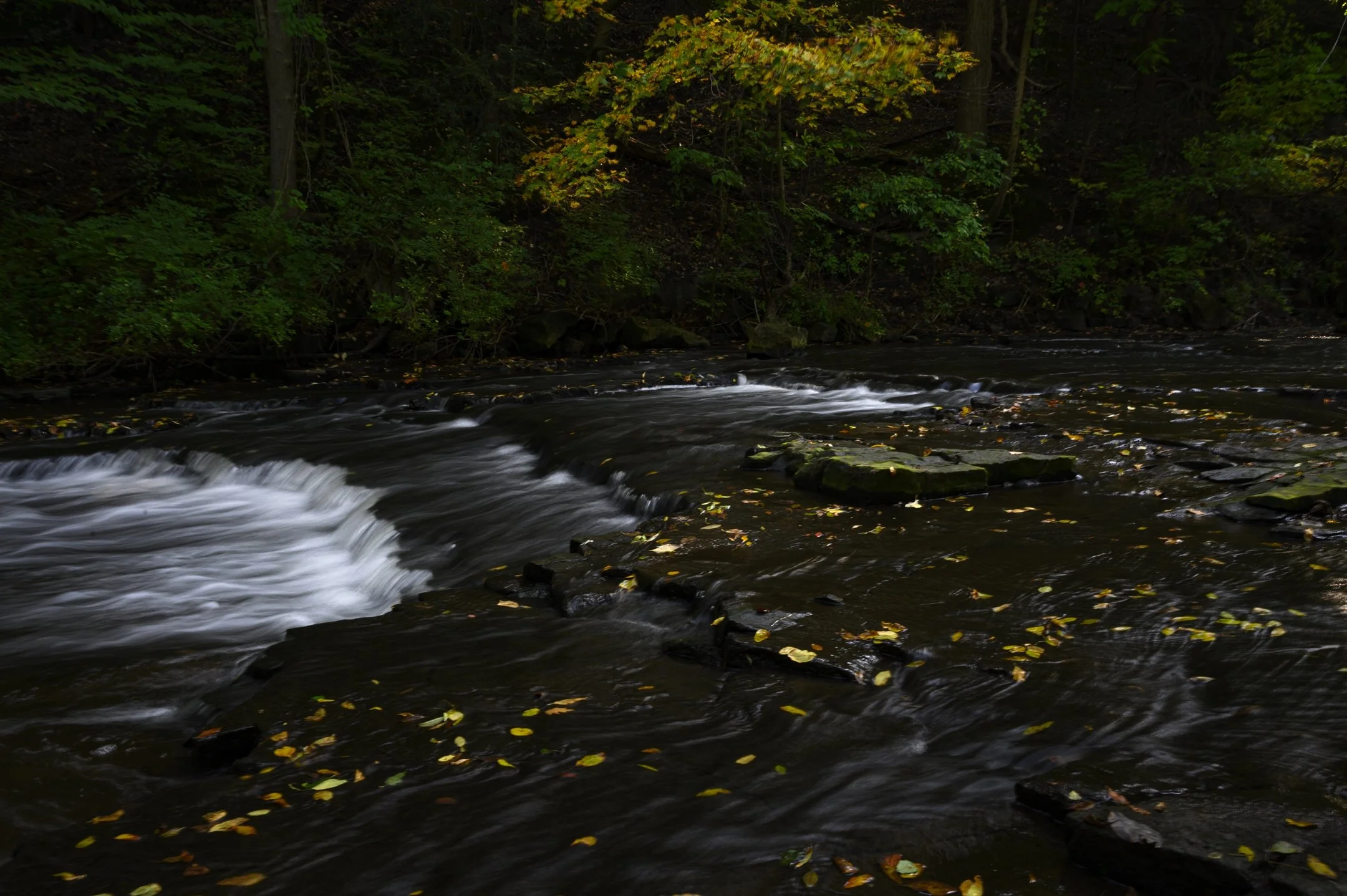 Flowing stream with rocks and autumn leaves in a wooded area.