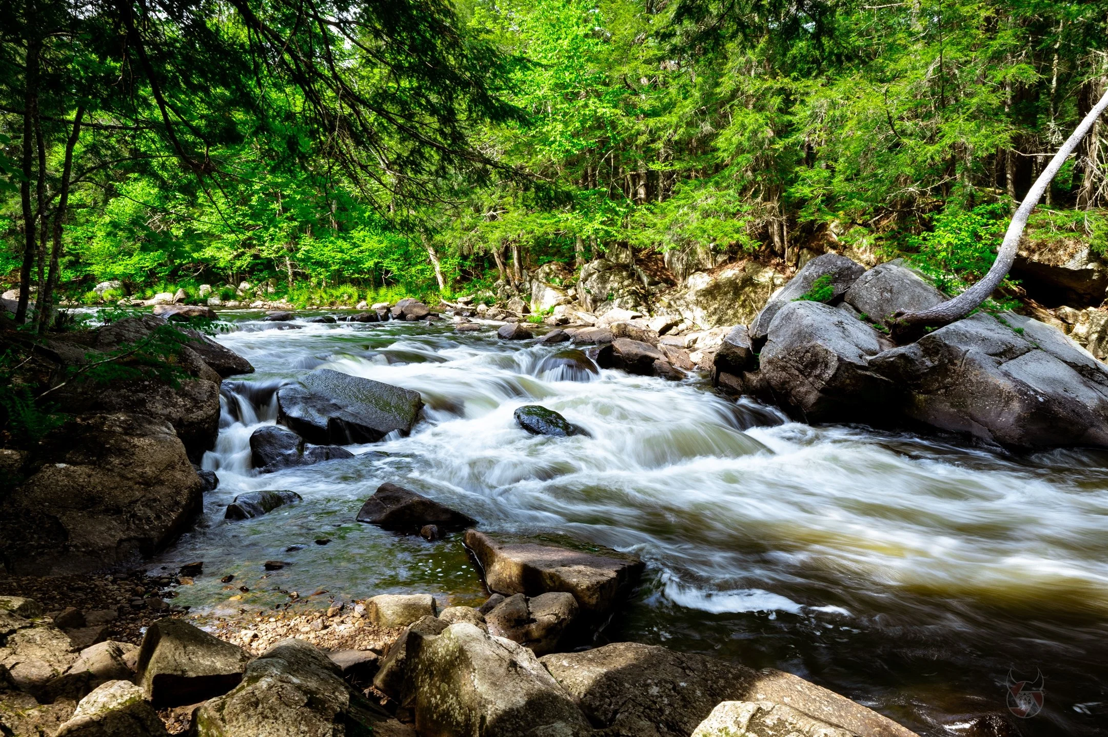Flowing river with rocks and lush green forest in daylight, surrounded by trees.