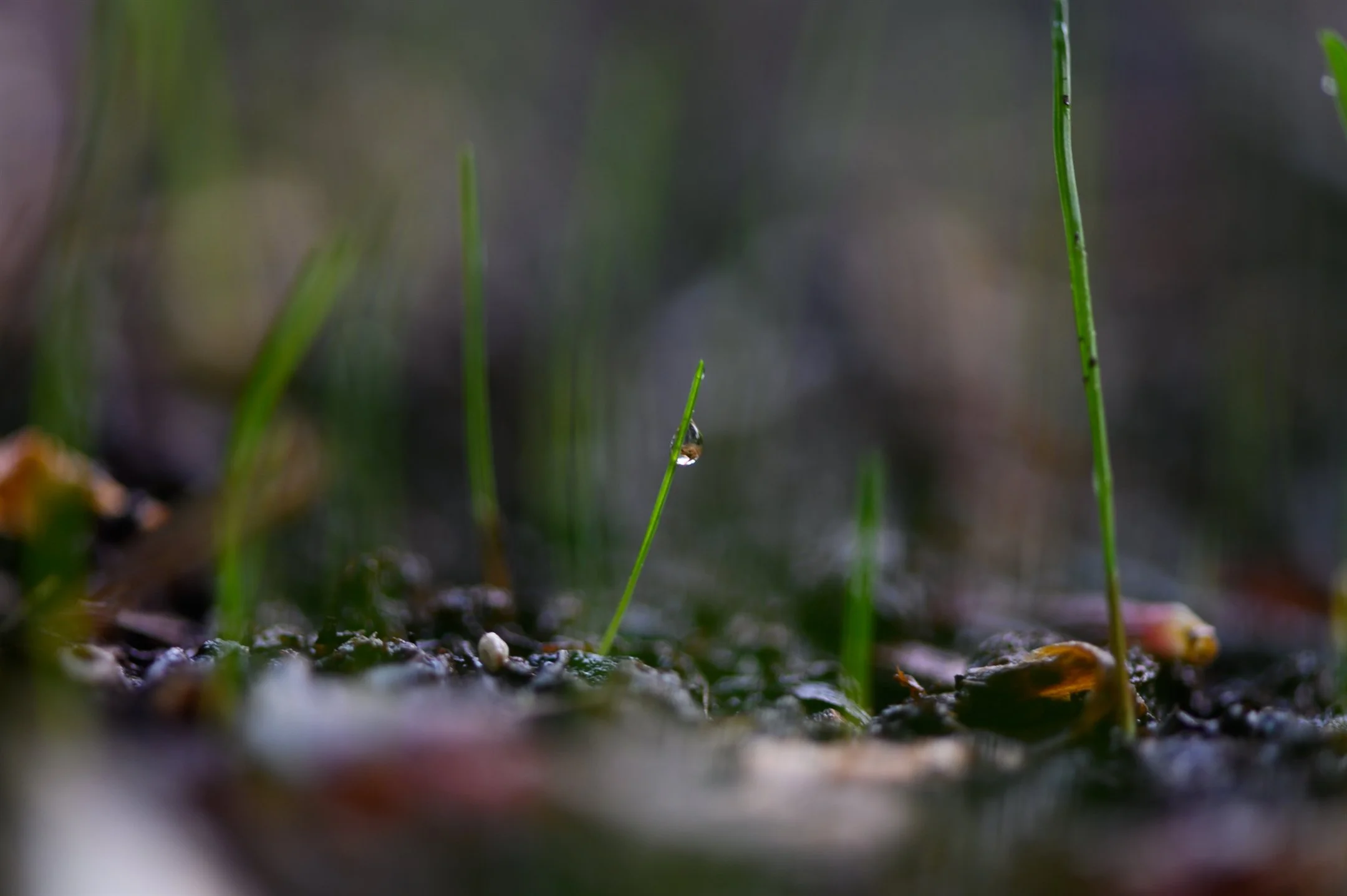 Close-up of grass blade with raindrop