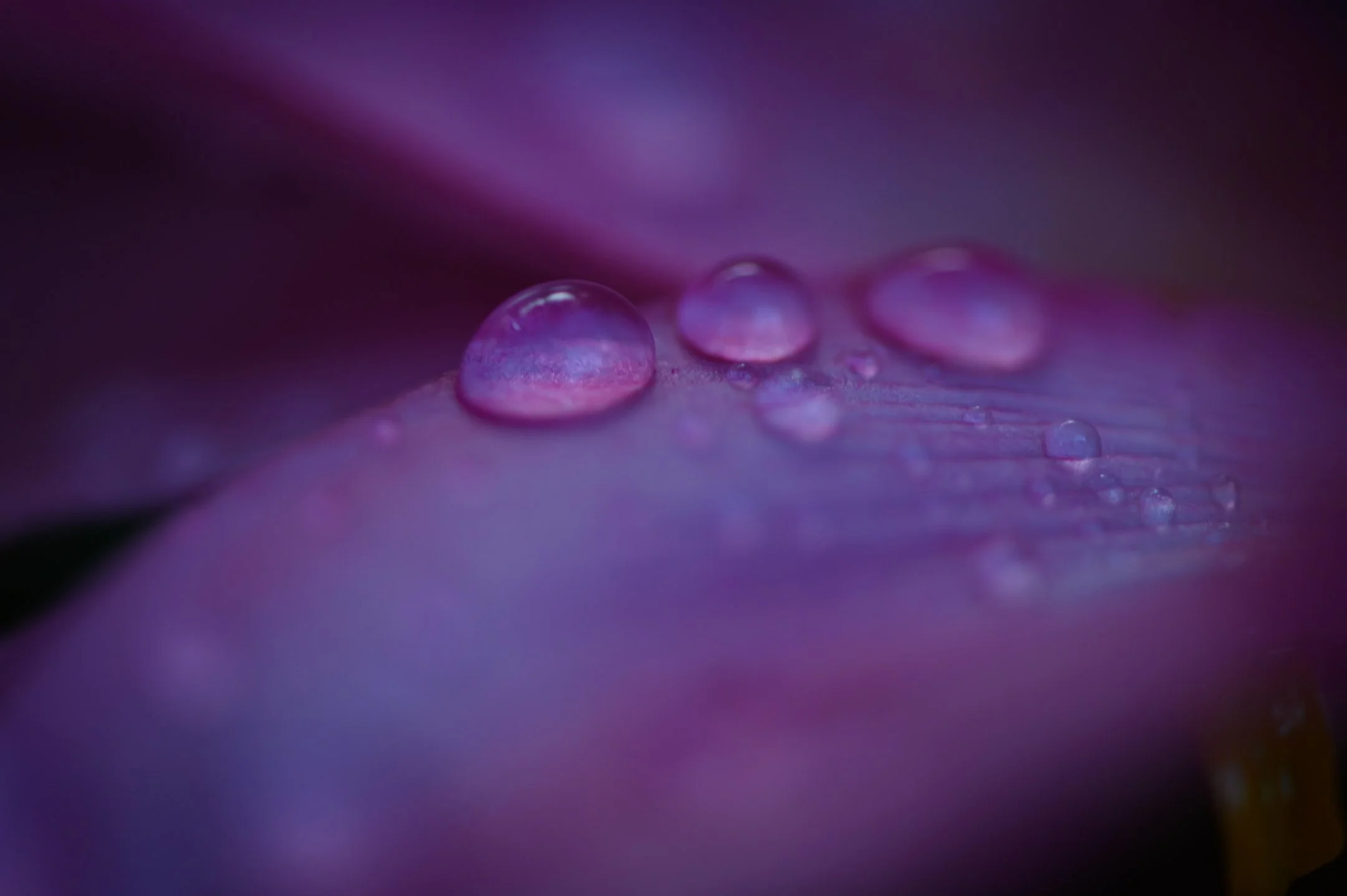 Close-up of water droplets on a purple flower petal