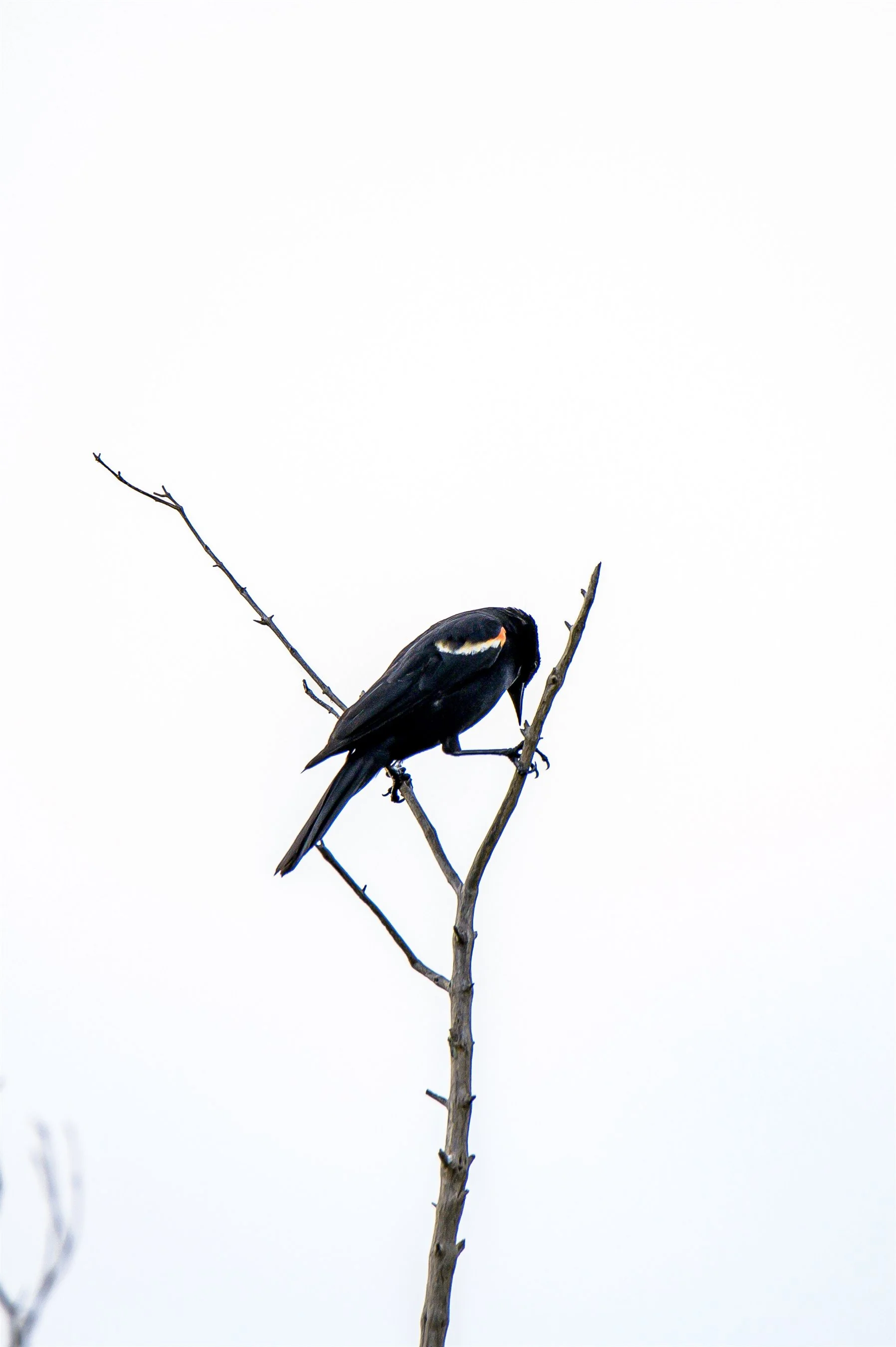 Z62_8491_1796_2700.jpg