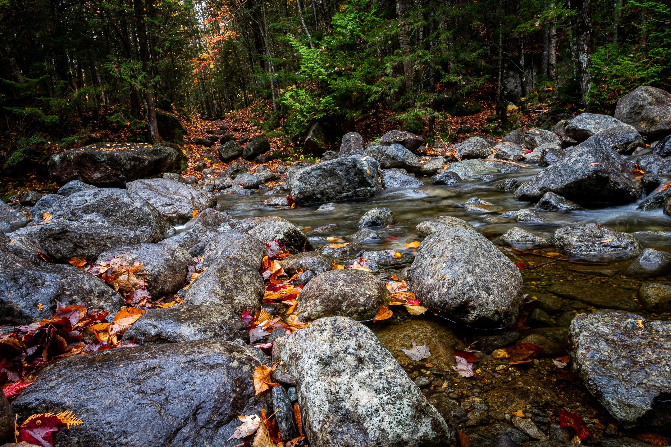 A forest stream with rocks and autumn leaves