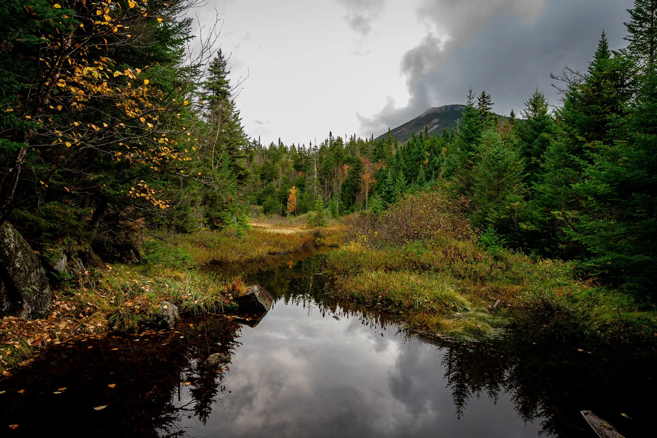A serene forest landscape featuring a small pond reflecting the sky and trees, surrounded by evergreen and deciduous trees with autumn foliage, and a distant mountain under a cloudy sky.