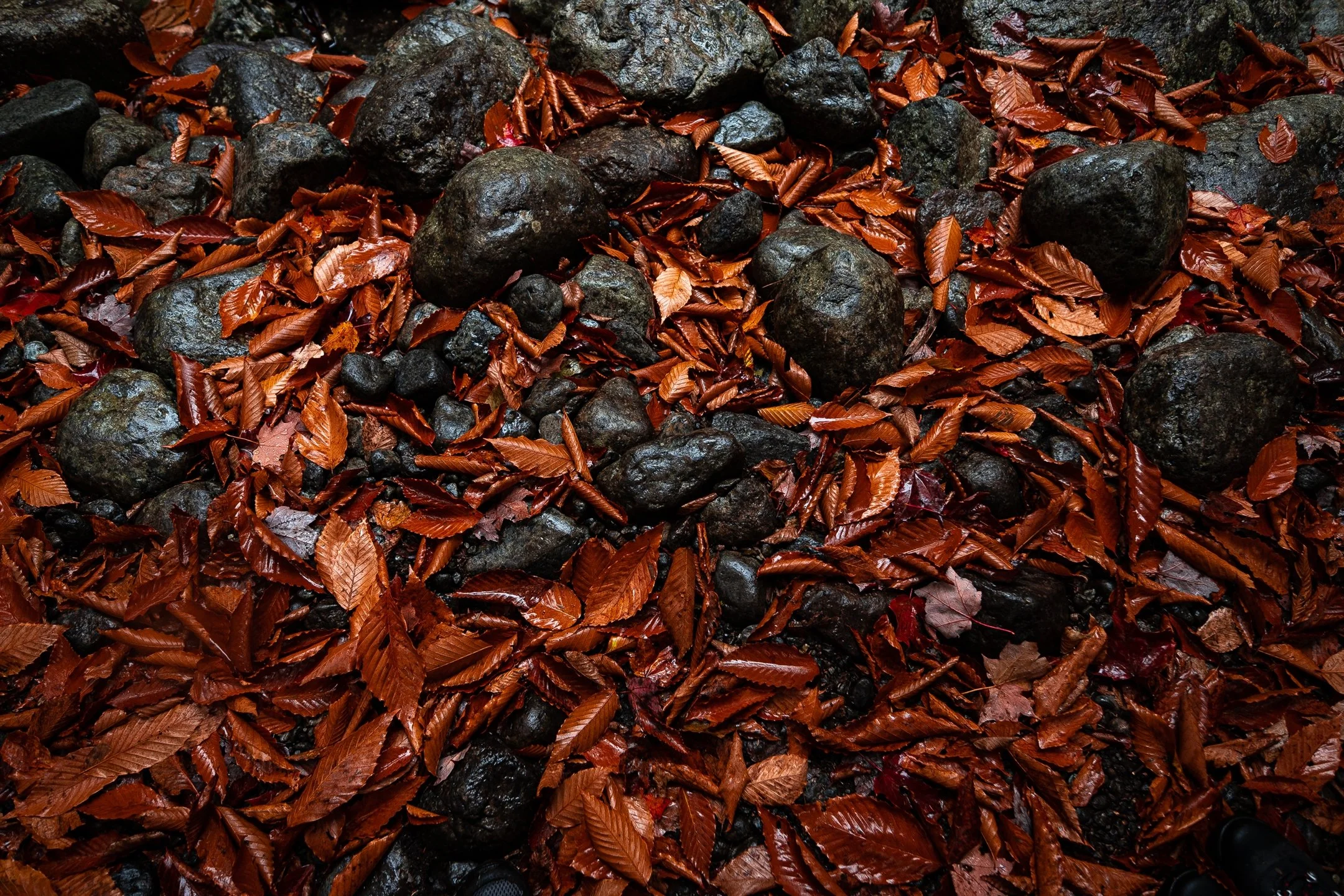 Wet autumn leaves and rocks on the forest floor.