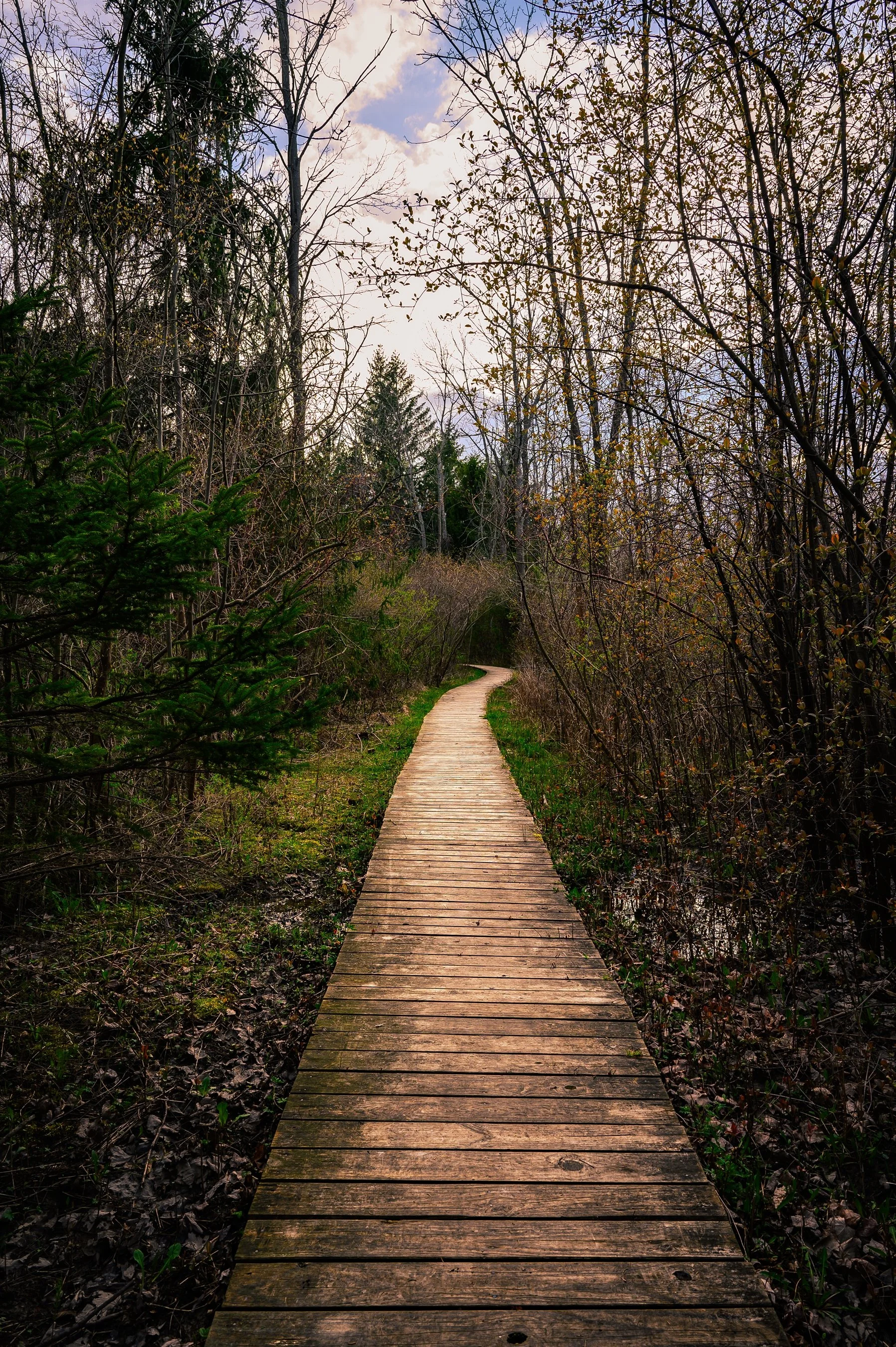 Wooden boardwalk through a forest with bare and leafy trees, under a partly cloudy sky.