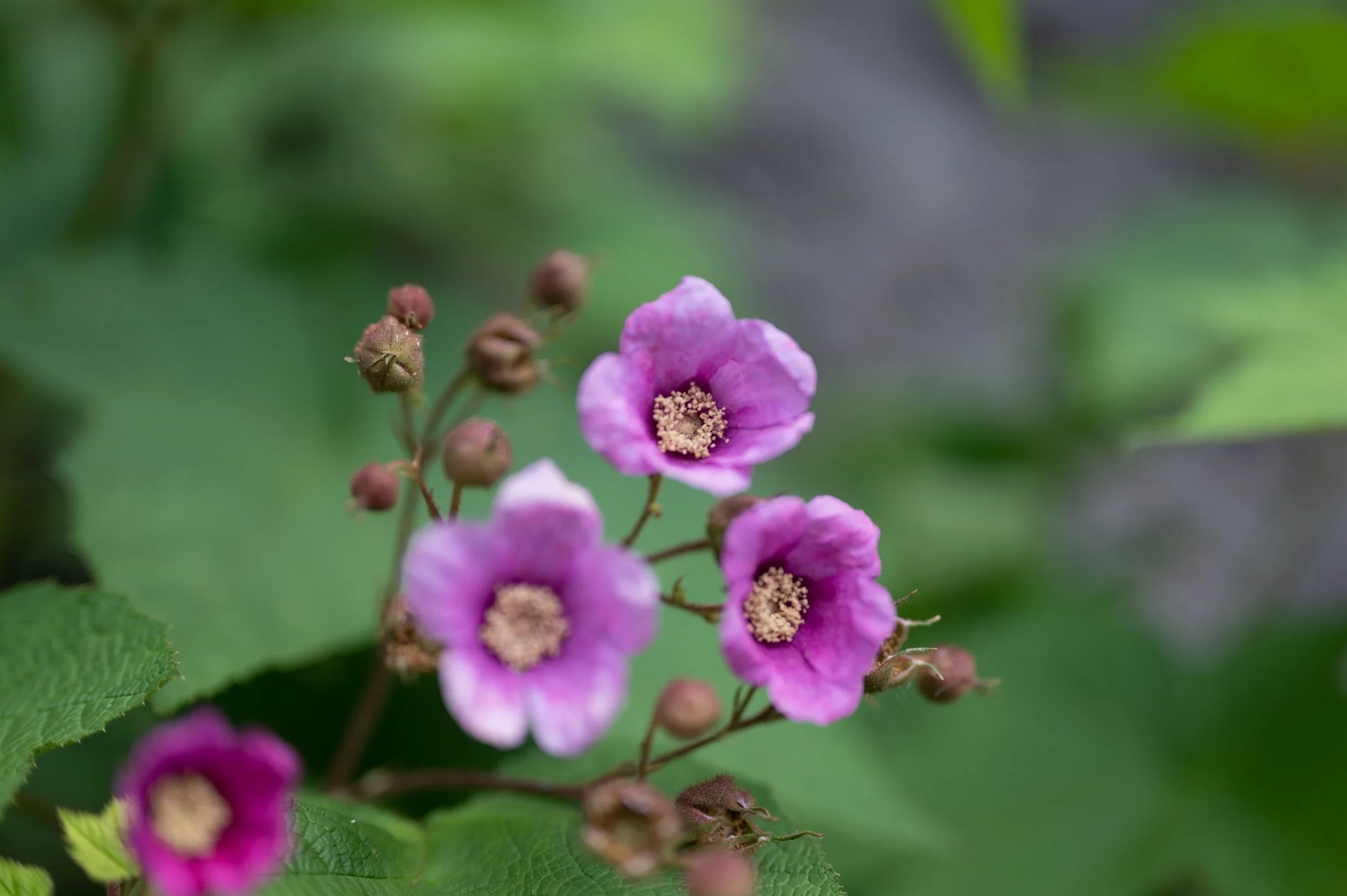 Close-up of pink flowers with green leaves