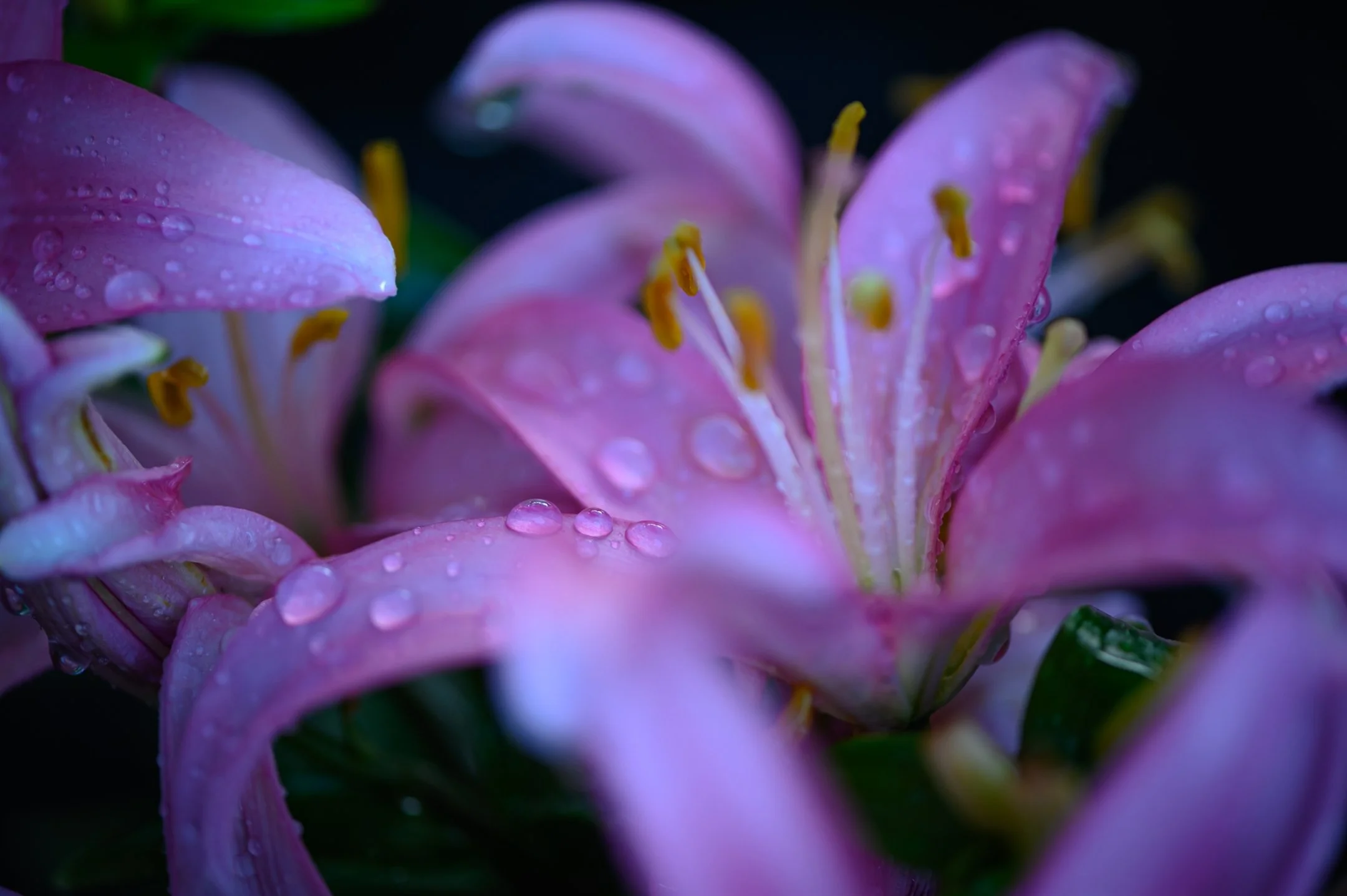 Close-up of pink lilies with water droplets on the petals.