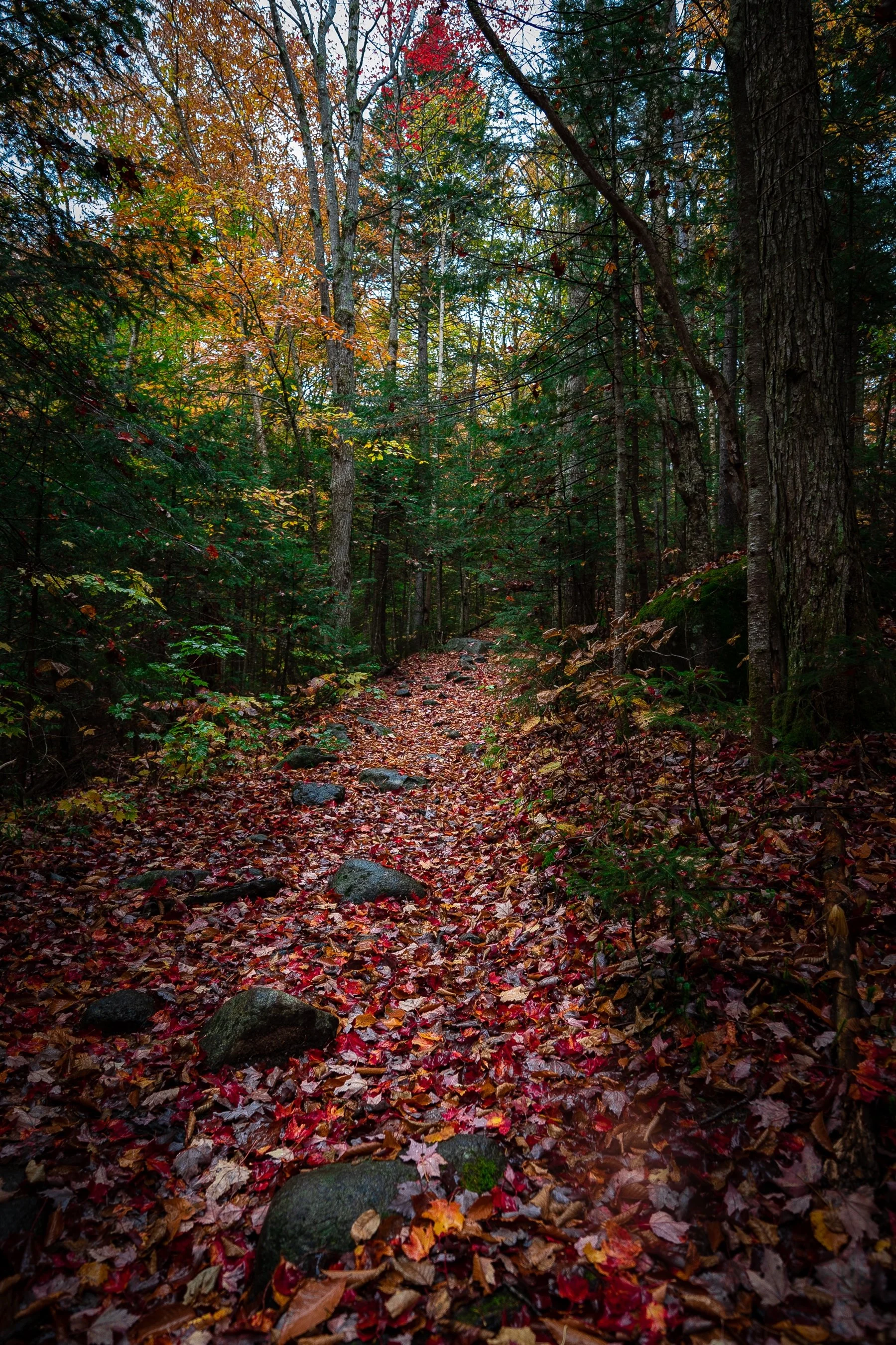 Autumn forest trail covered in colorful fallen leaves with trees displaying fall foliage.