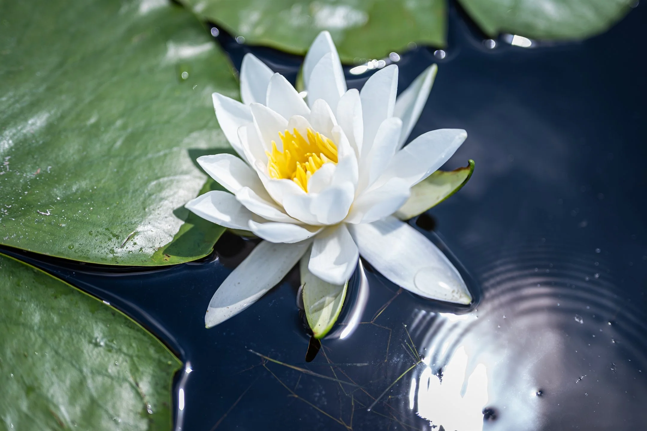 White water lily with green lily pads on a calm water surface.
