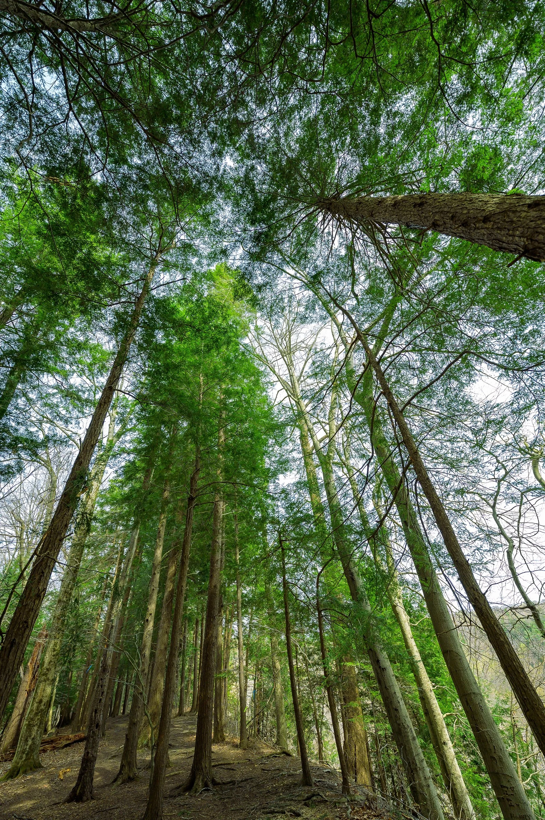 Tall trees in a dense forest with green foliage, viewed from the forest floor looking up towards the sky.