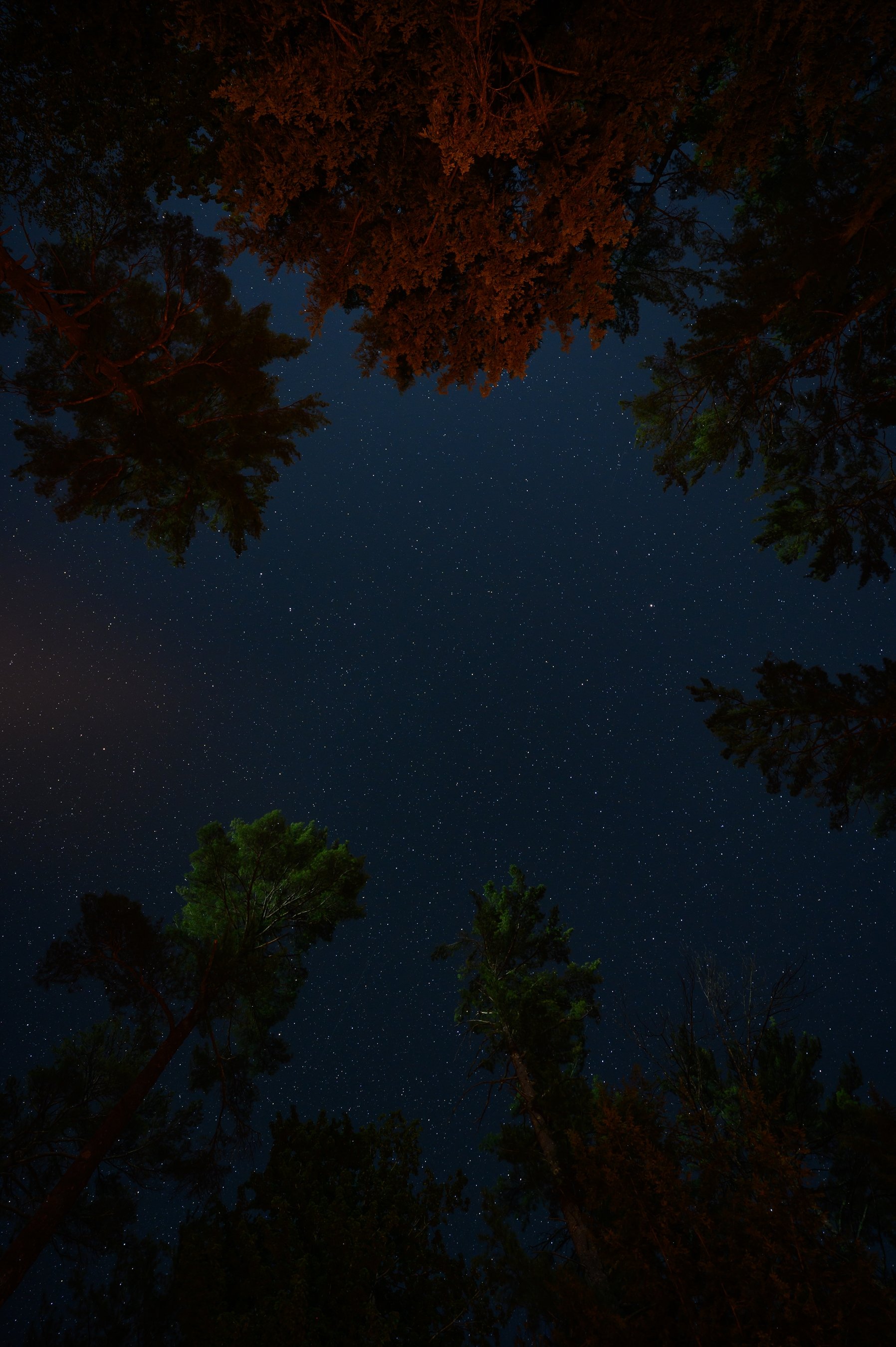 Night sky view with stars above a forest canopy
