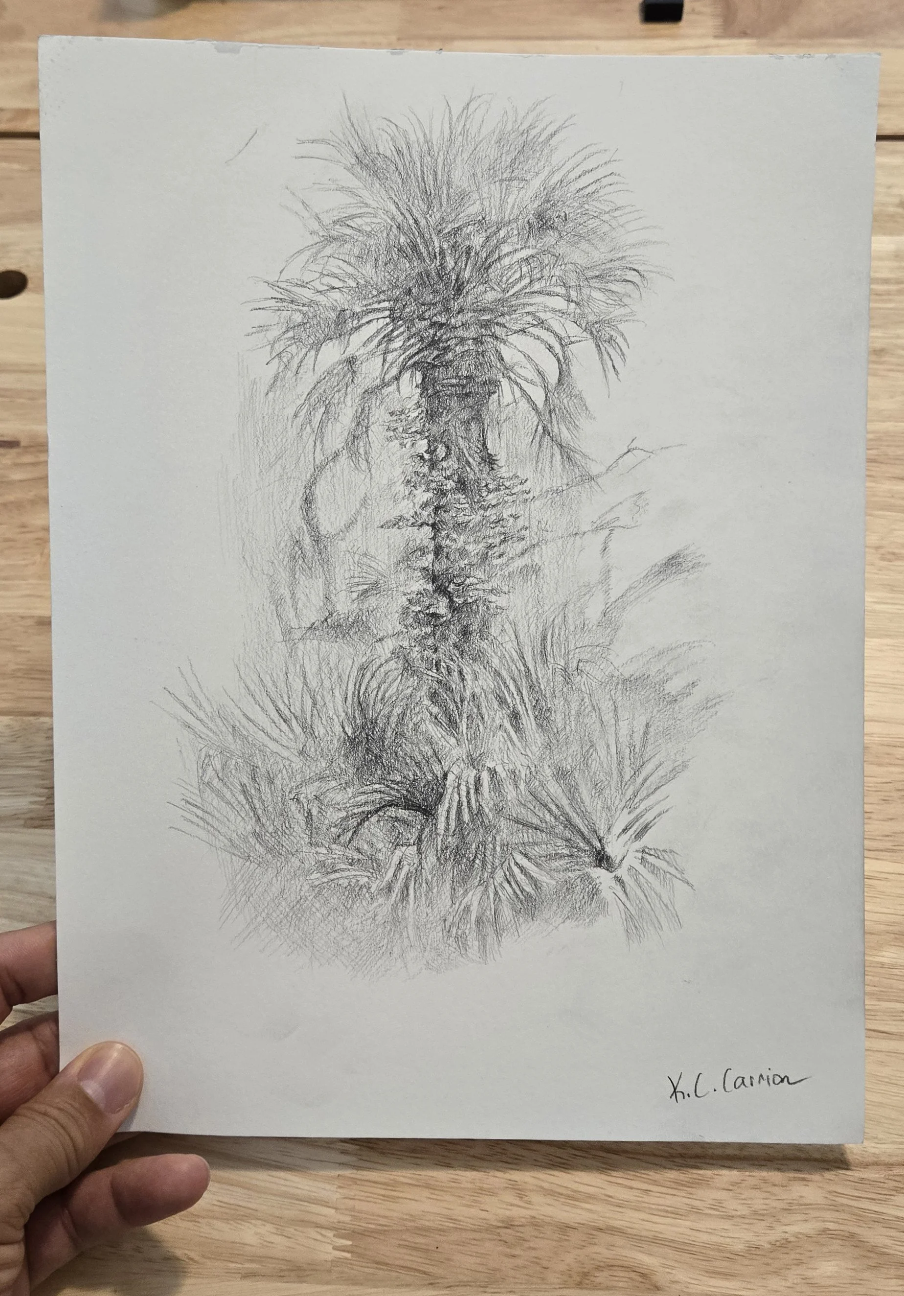 PalmTree_Drawing01.jpg