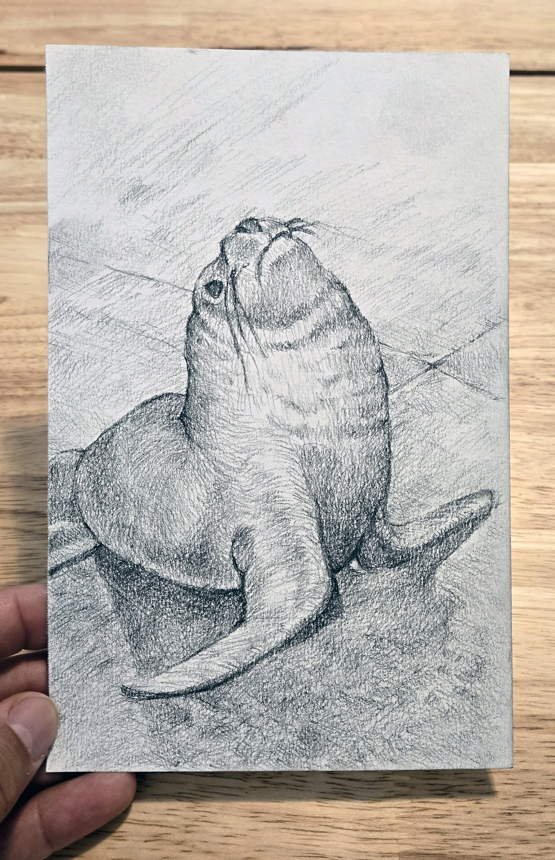 Seal_drawing.jpg