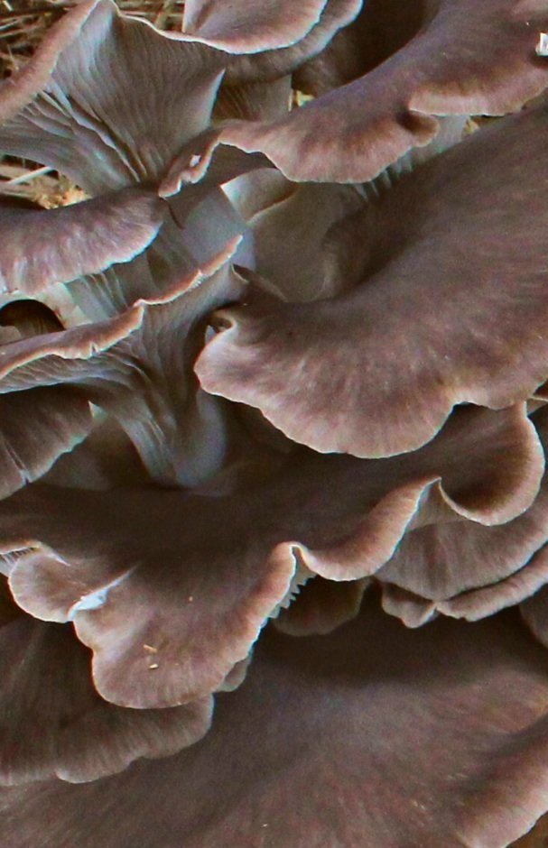Wainui Valley Mushrooms