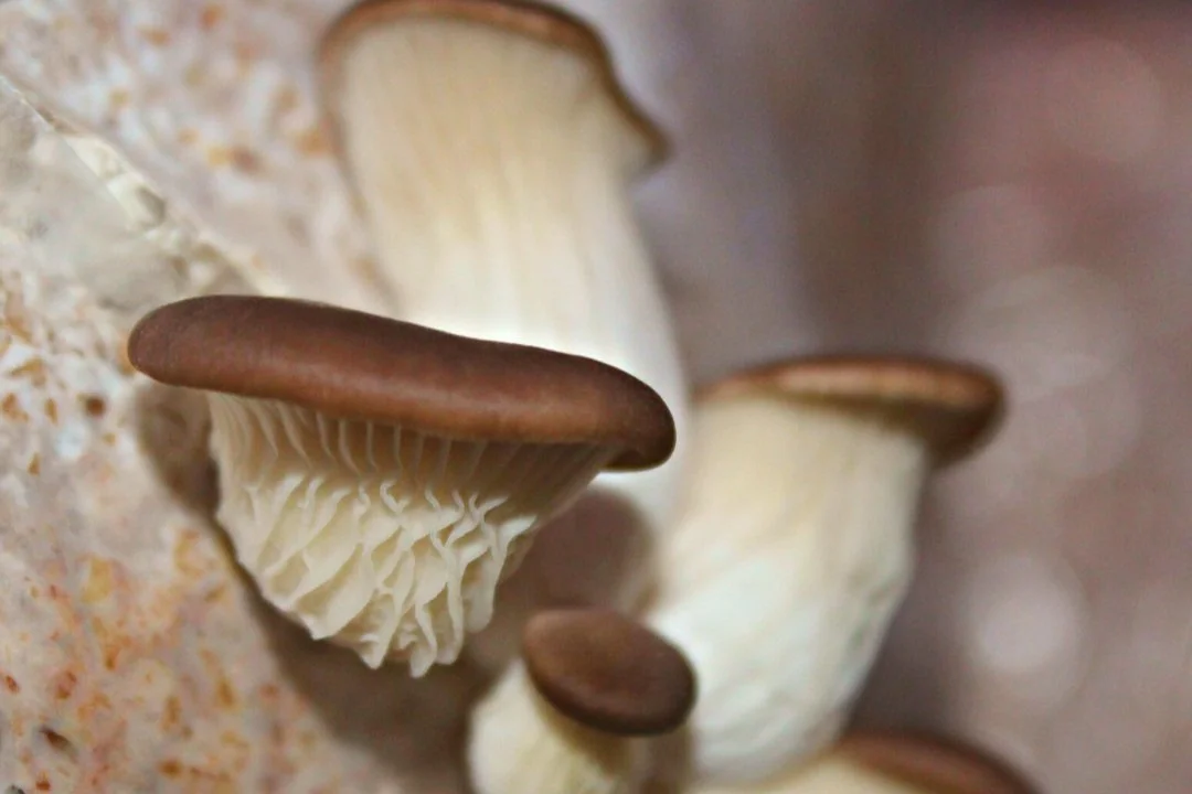 Wainui Valley Mushrooms