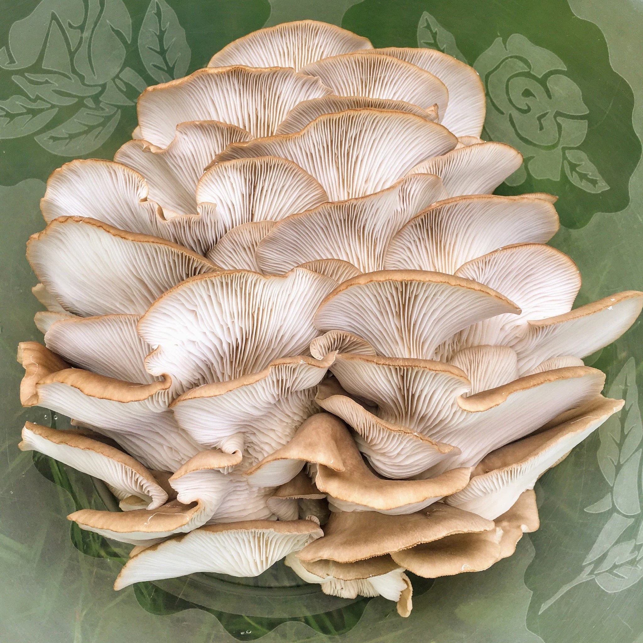 Raglan Oyster Mushrooms (Pleurotus Parsonsiae) NZ Native Oyster