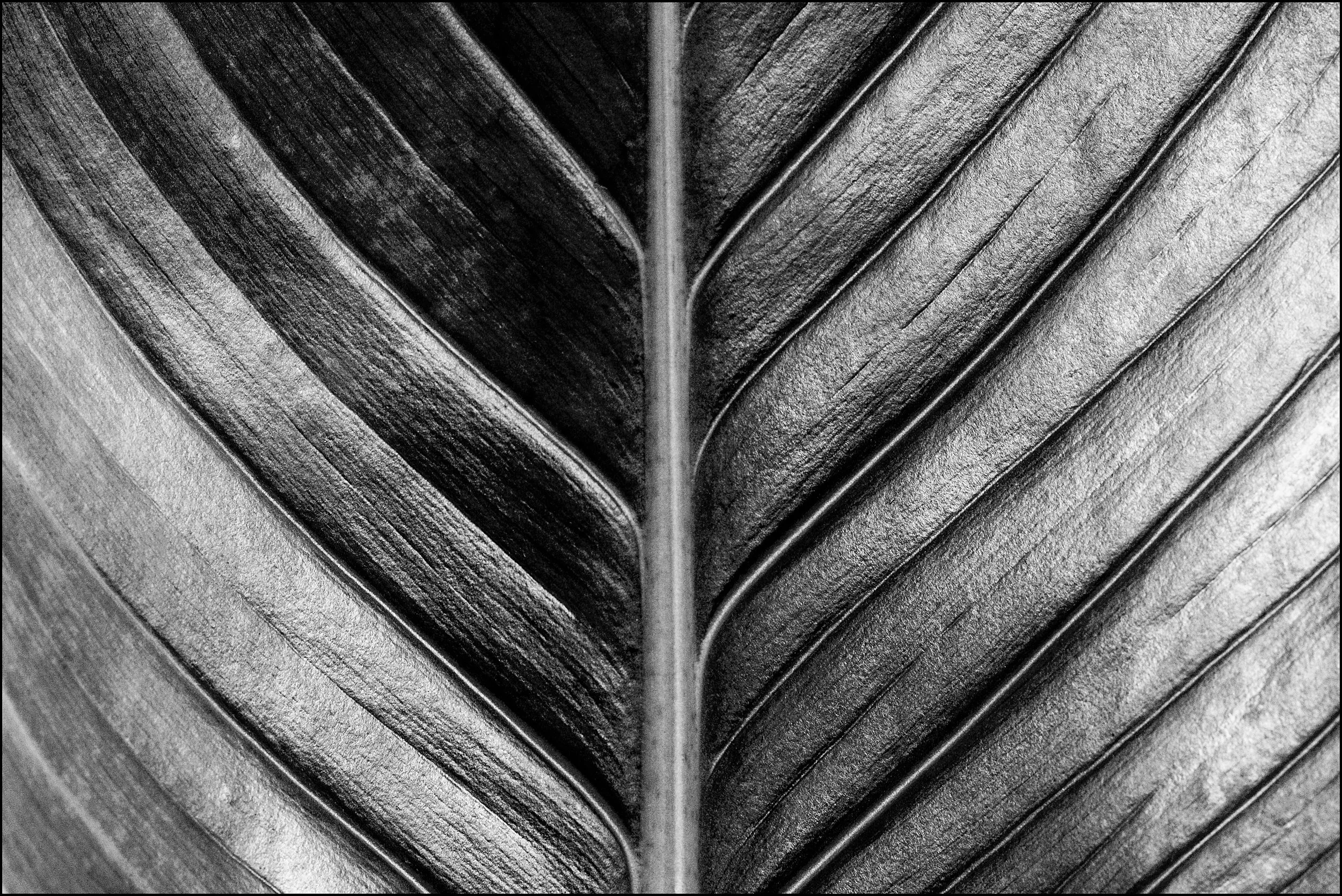 Natural Form