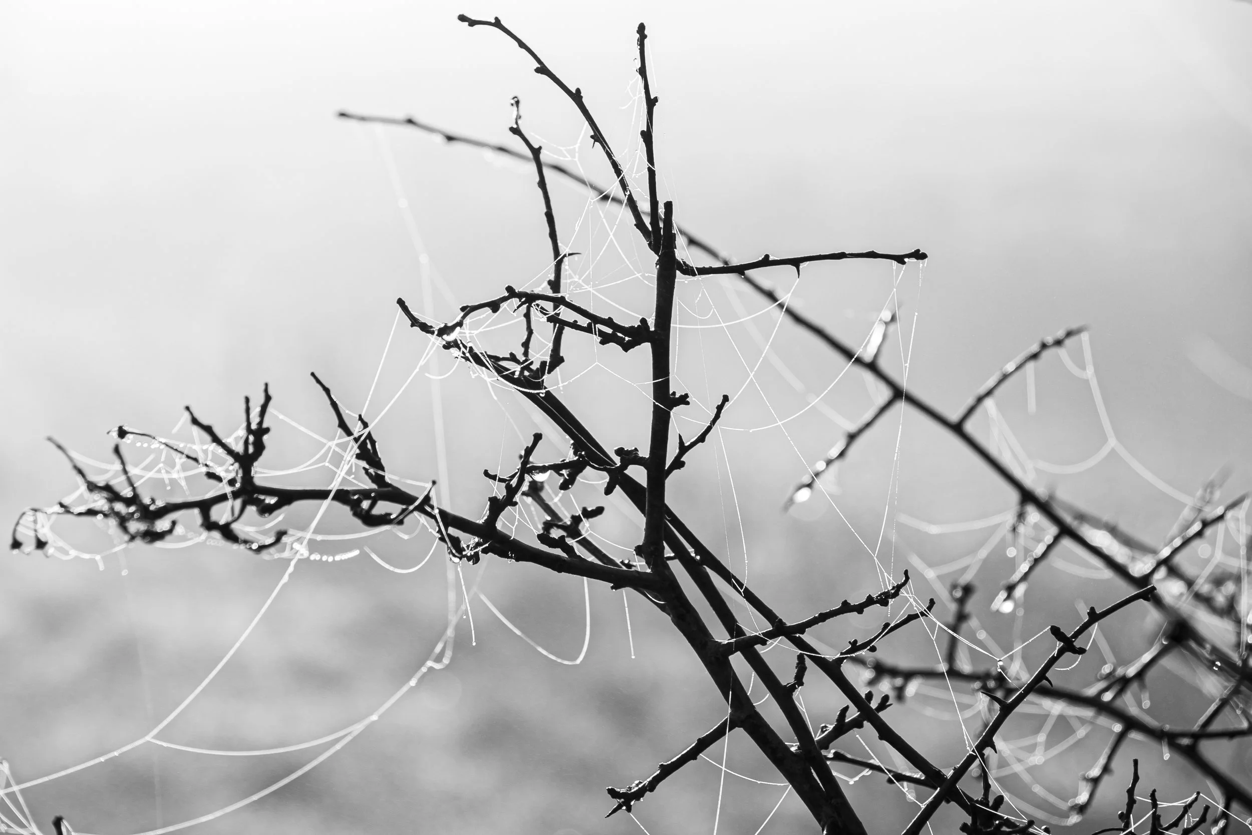 Frosty Morning