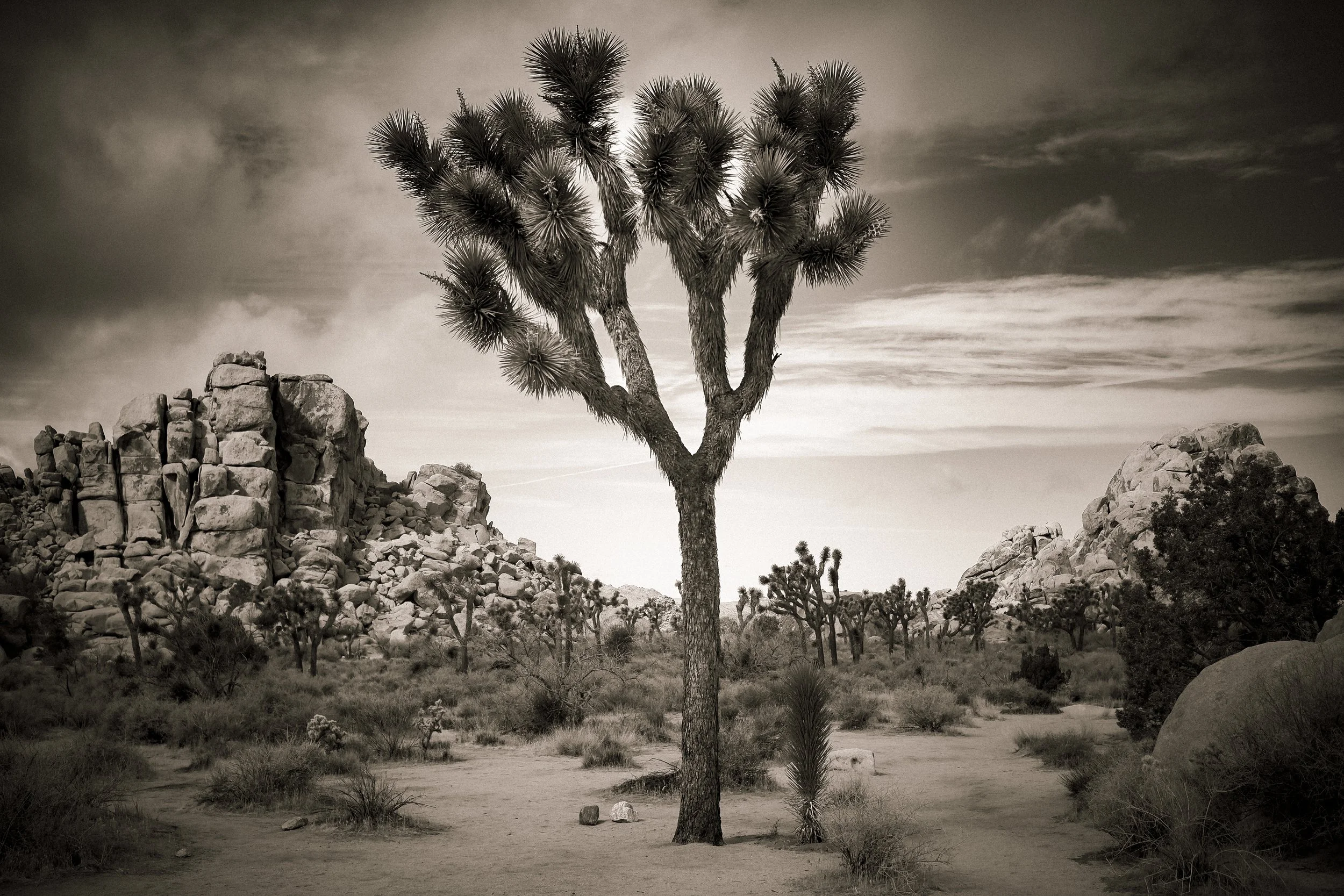 Joshua Tree