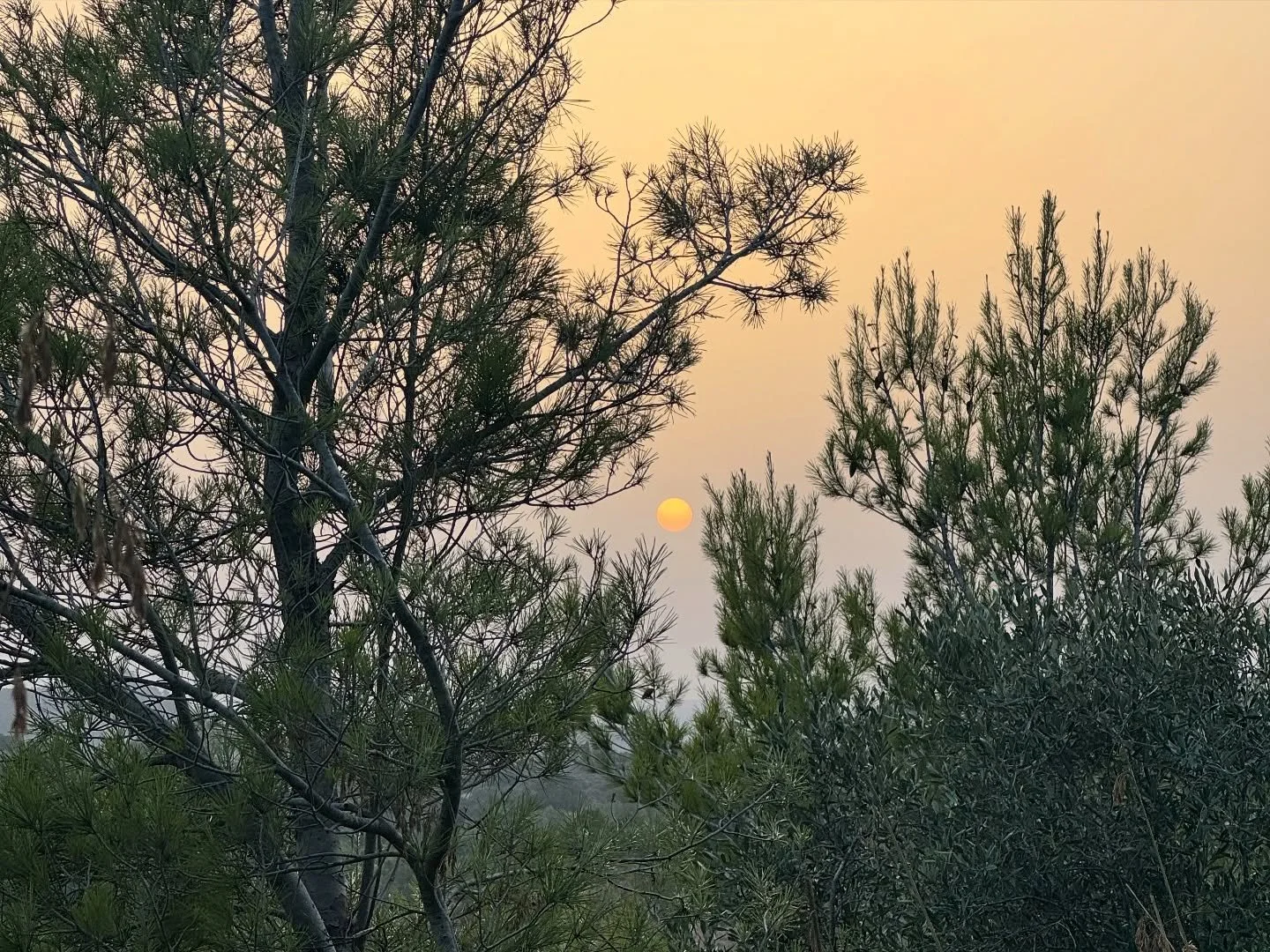 Postales del verano en Mallorca 🌿

D&iacute;as de verde y agua salada, Nina conversando con las ovejas, y una casa a la que siempre so&ntilde;aremos con volver.

Me encanta esto de publicar a destiempo.