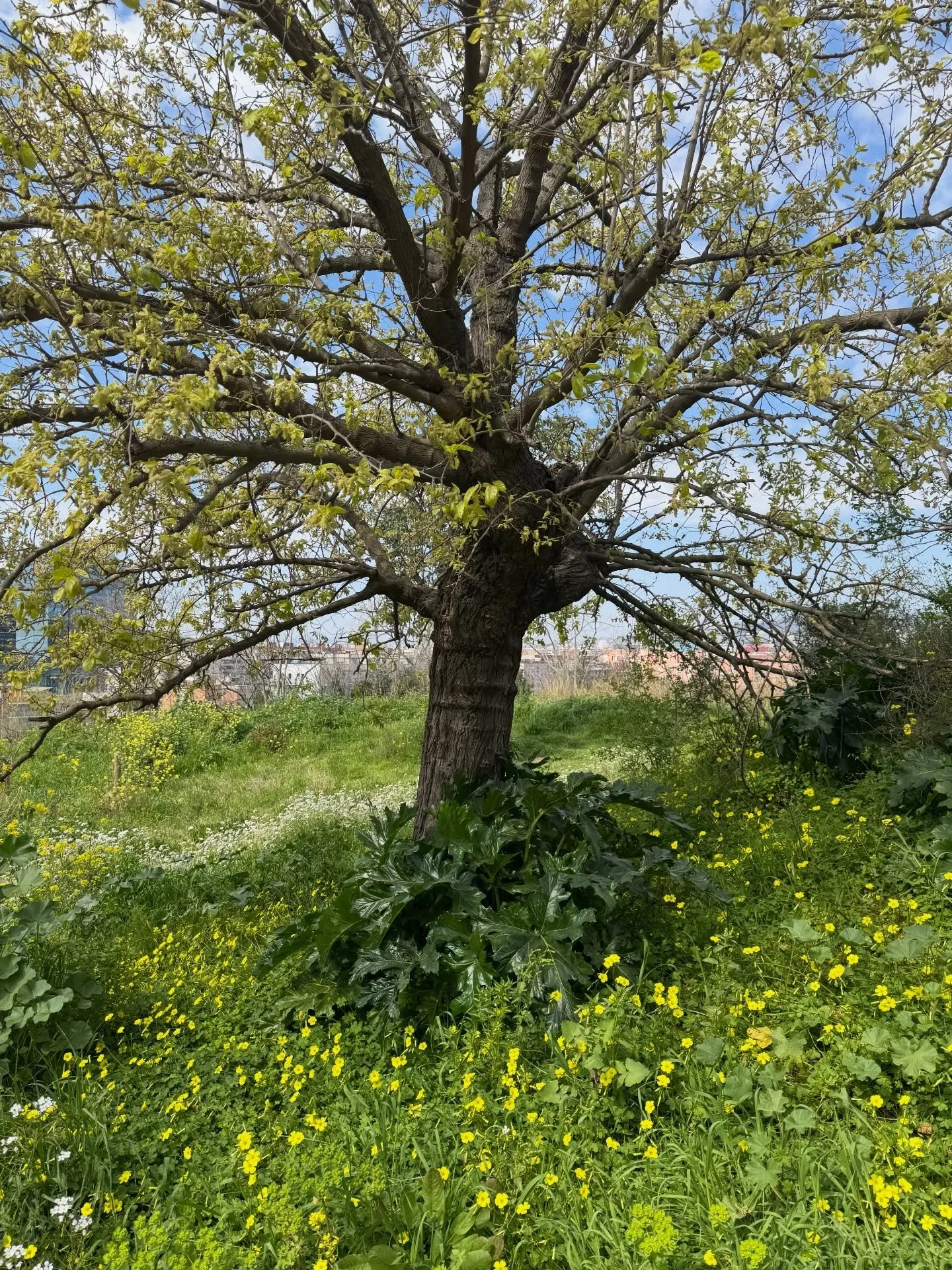 Lleg&oacute; la primavera al Montjuic 🌻

Qu&eacute; linda temporada para ir a caminar a la monta&ntilde;a. Ya estoy organizando los paseos de esta primera parte del a&ntilde;o. Nos vemos por all&aacute; 🏔️