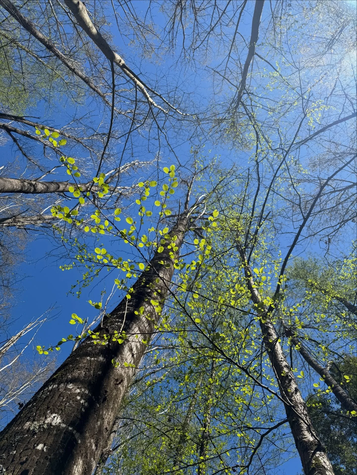 Ayer en Montseny ⛰️

La idea era tomar un sendero hacia las ruinas de una f&aacute;brica pero el camino estaba cortado por obras as&iacute; que tuvimos que recalcular. 

Eso nos llev&oacute; a desviarnos por un sendero lleno de alcornoques, esos &aac