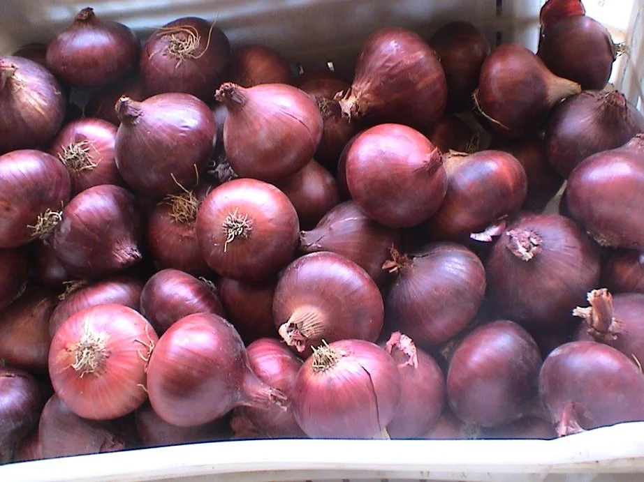 Red Onion.JPG