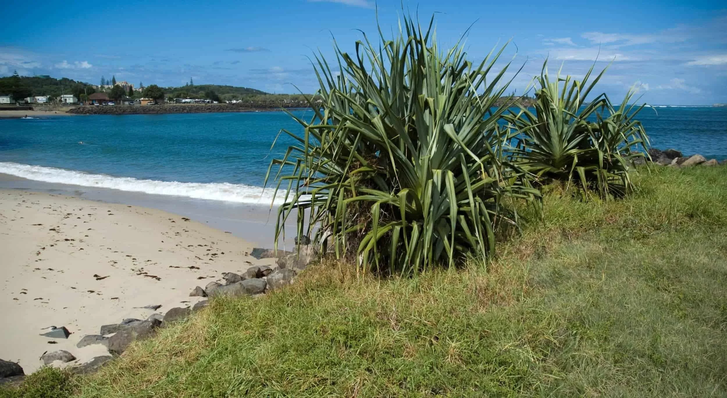 A coastal scene with a large green leafy plant in the foreground, sandy beach, blue ocean water, and distant houses and buildings on a hill under a partly cloudy sky.