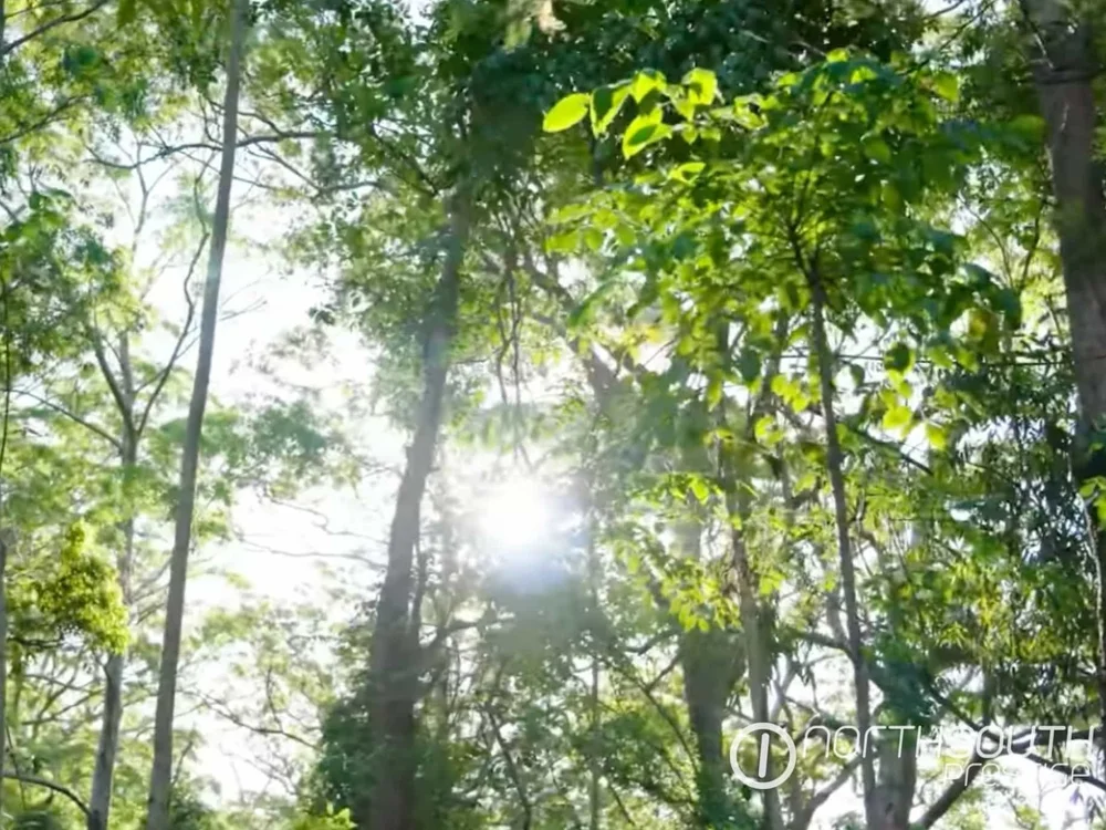 Sunlight streaming through trees on Samford Valley 1,000 acres development property for sale