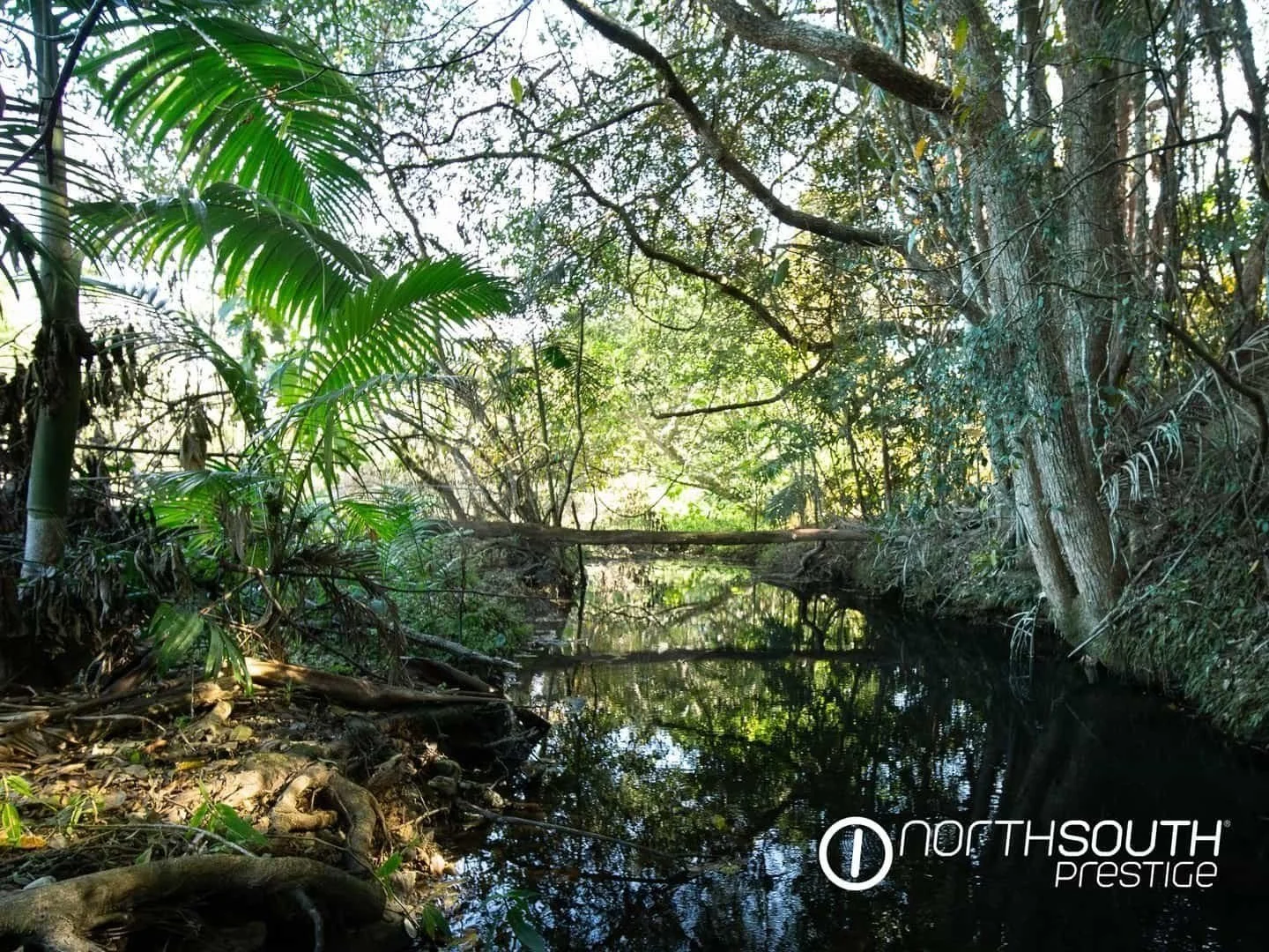 Creek view at properties for sale northern nsw nobbys creek 100 acres, showcasing the natural water feature on the property.