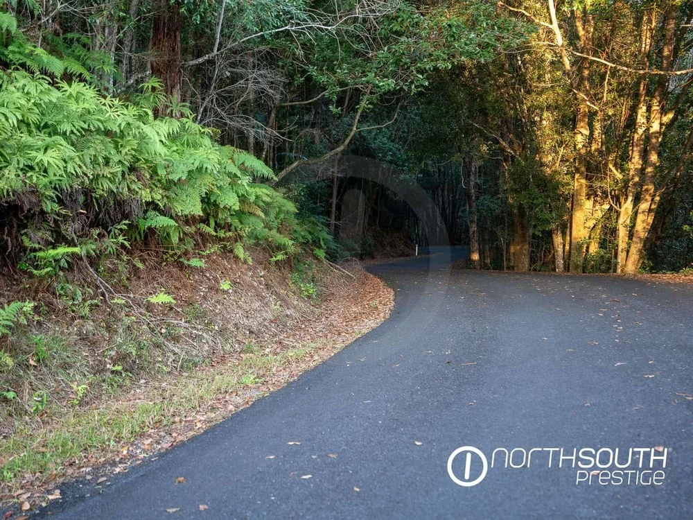 Winding paved road through a dense forest with sunlight filtering through trees, and green ferns along the roadside, logo in bottom right corner reading 'NorthSouth Prestige.'