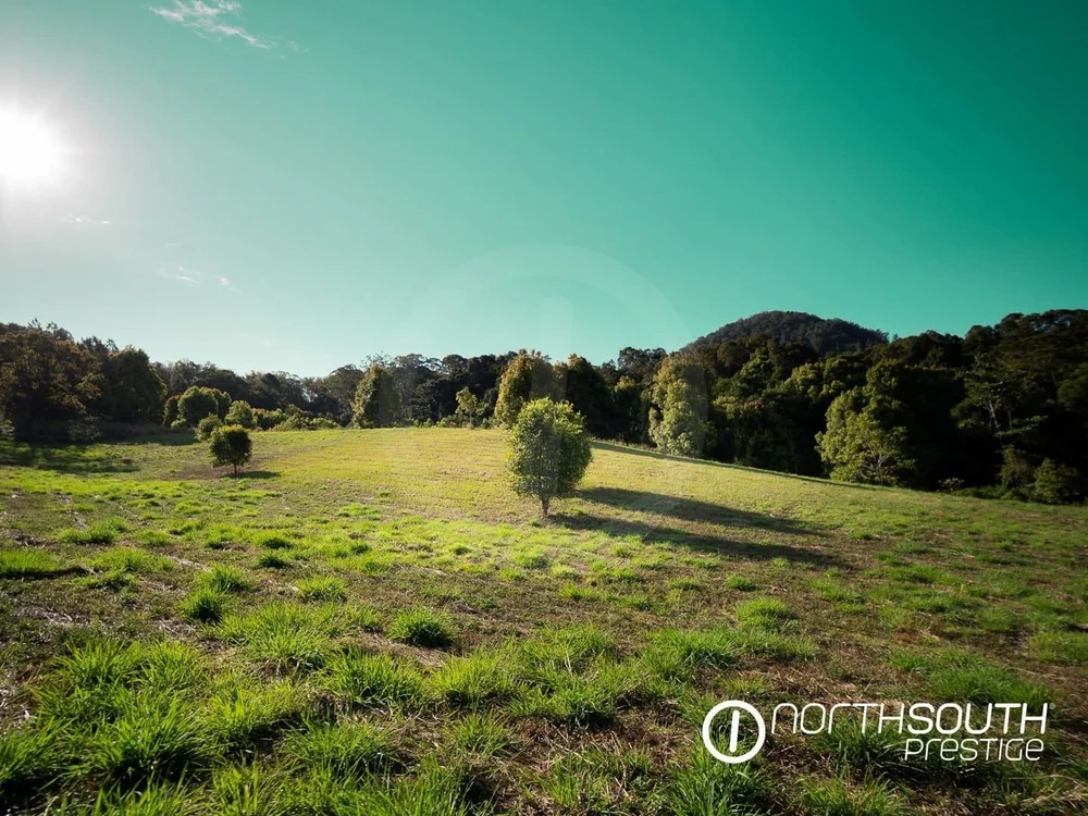 A grassy field with a few trees, surrounded by dense forest, under a clear sky with the sun partially visible.